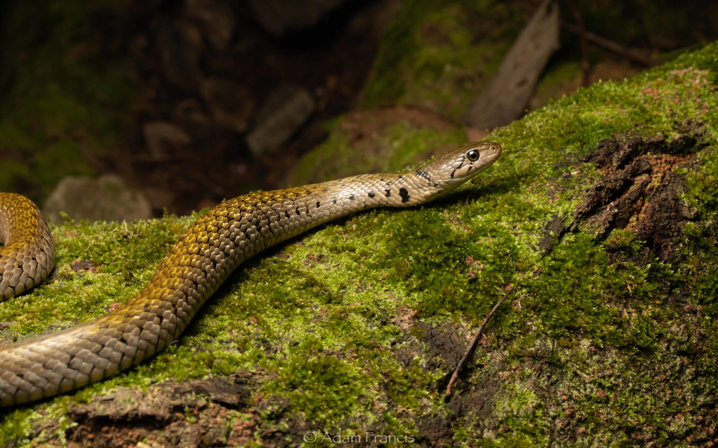 Checkered Keelback - Xenochrophis flavipunctatus