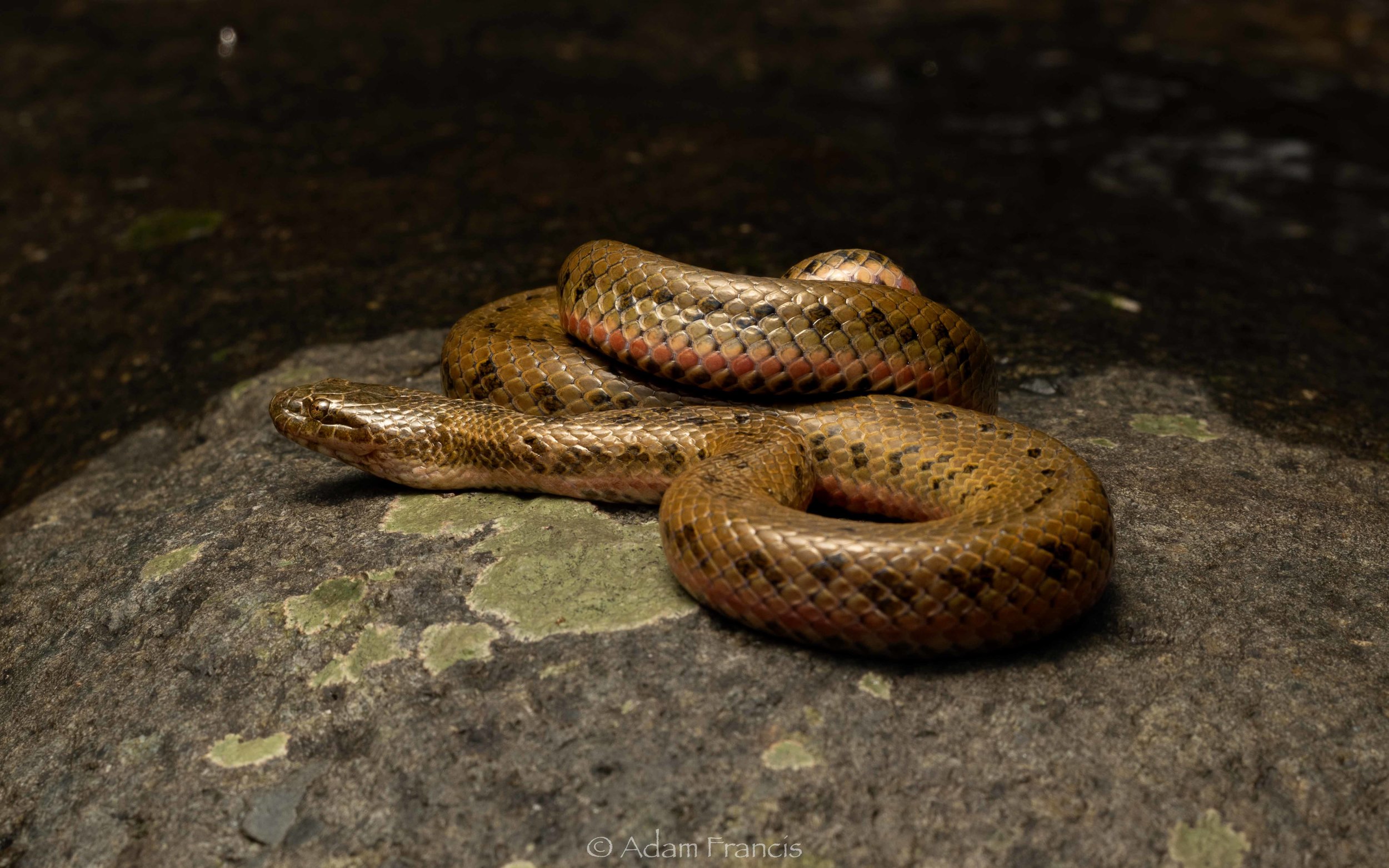 Chinese Water Snake - Enhydris chinensis