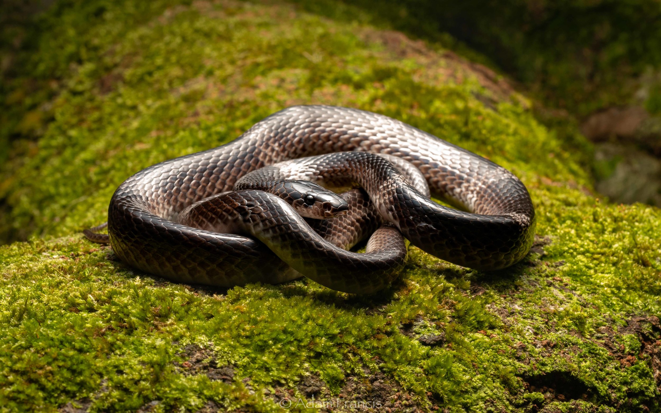 Banded Wolf Snake - Lycodon subcinctus