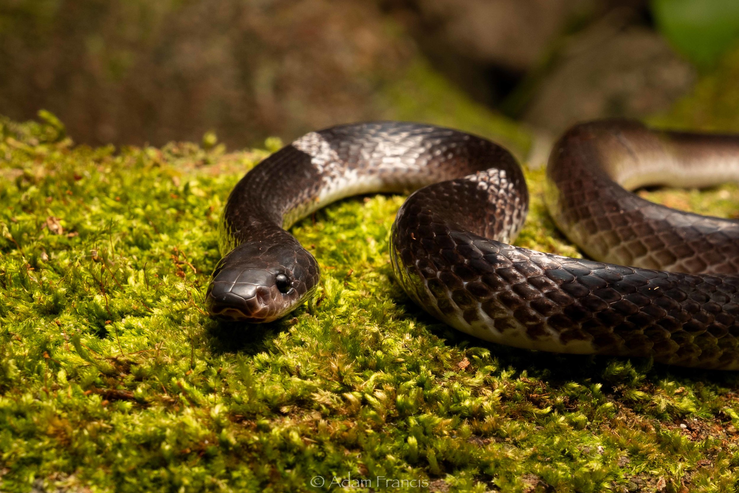 Banded Wolf Snake - Lycodon subcinctus