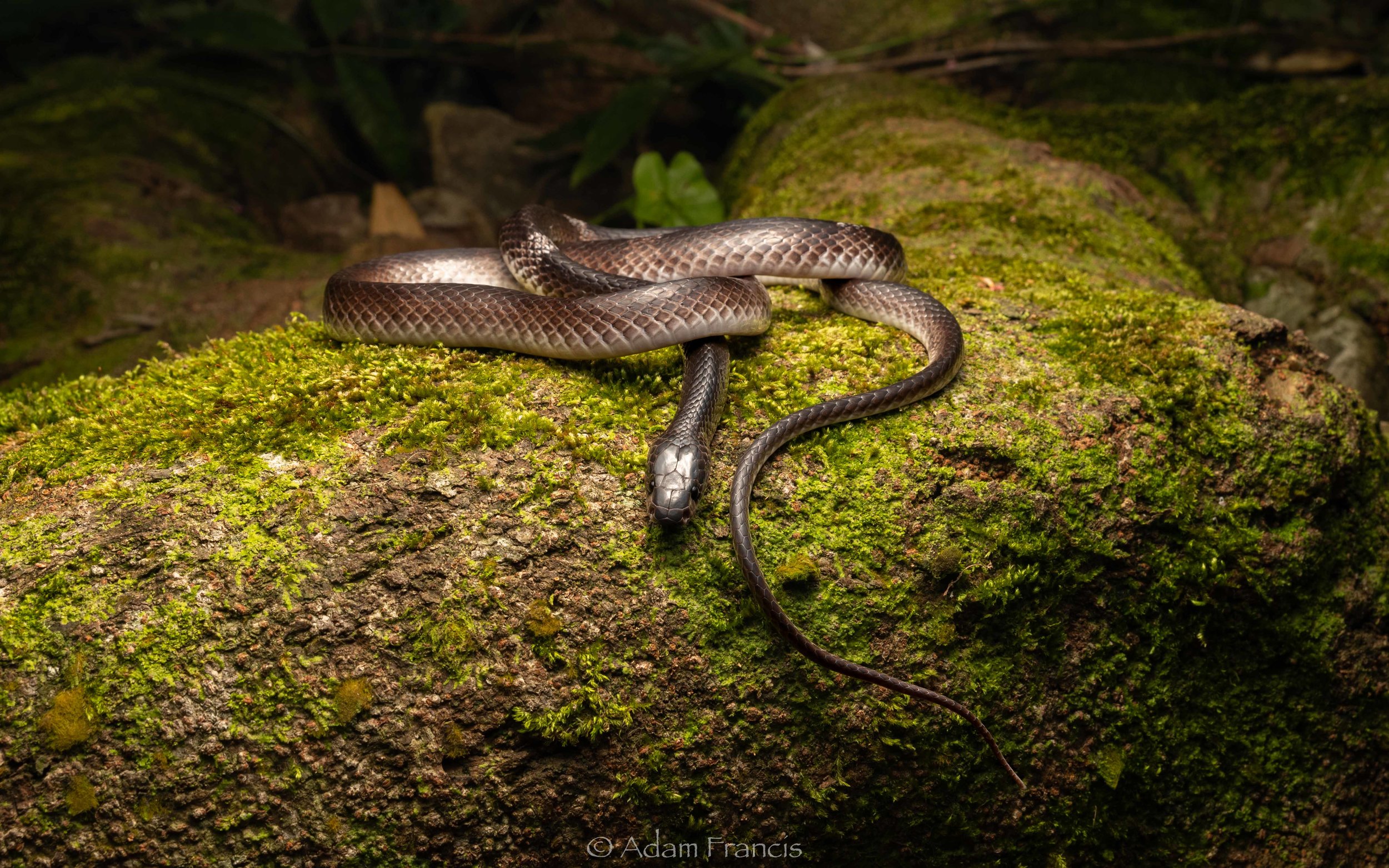 Banded Wolf Snake - Lycodon  subcinctus