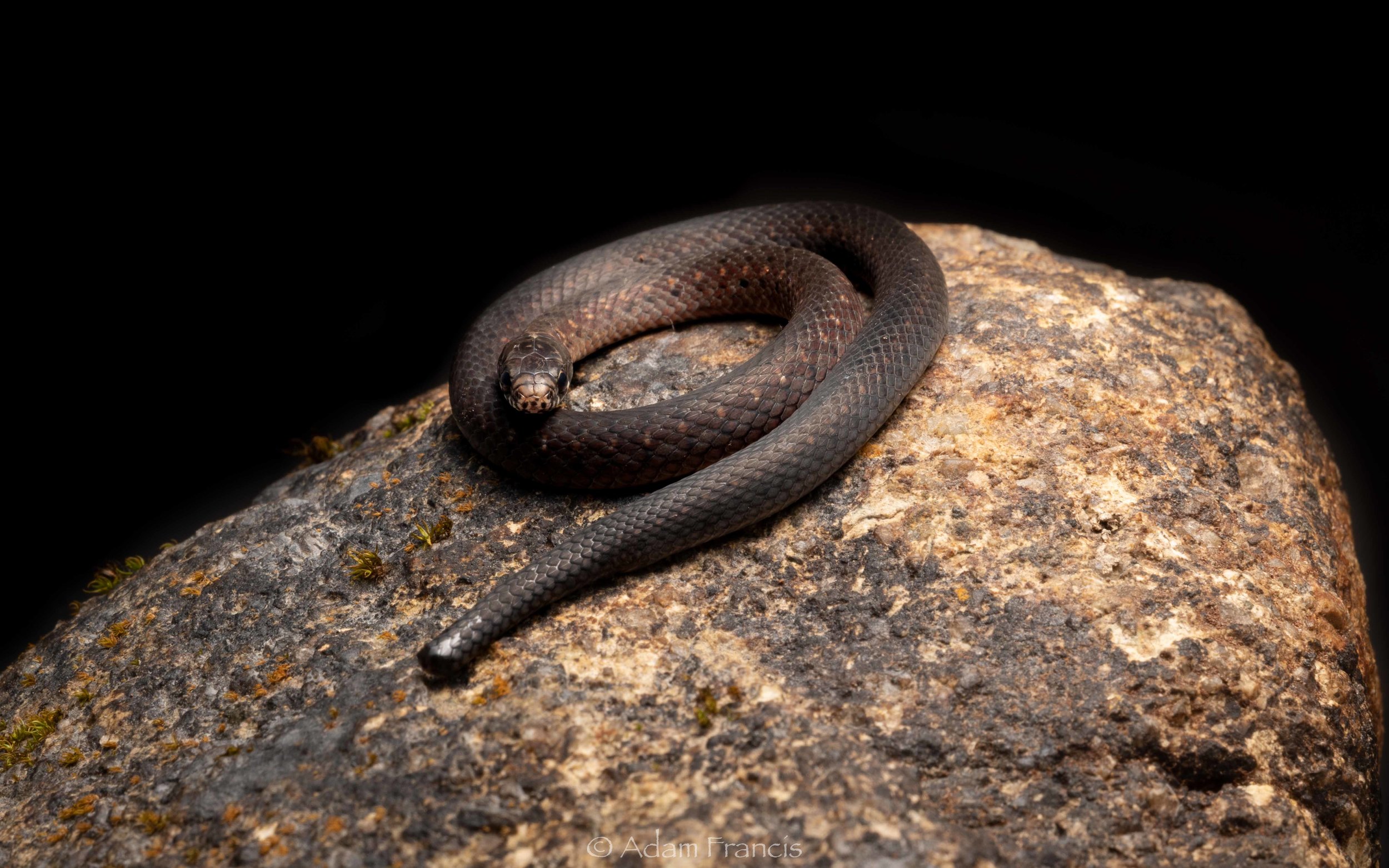 Mountain Keelback - Hebius atemporale