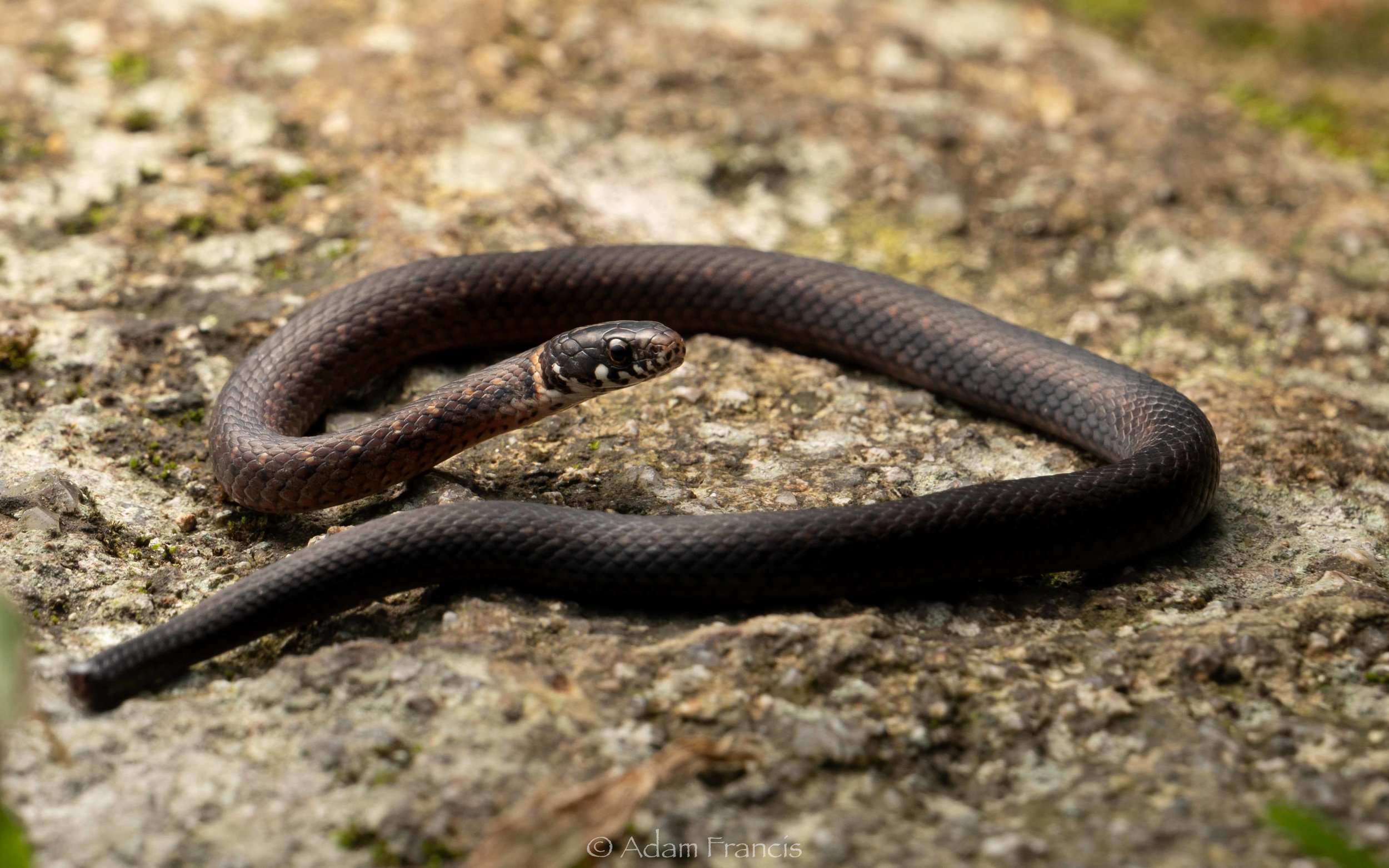 Mountain Keelback - Hebius atemporale