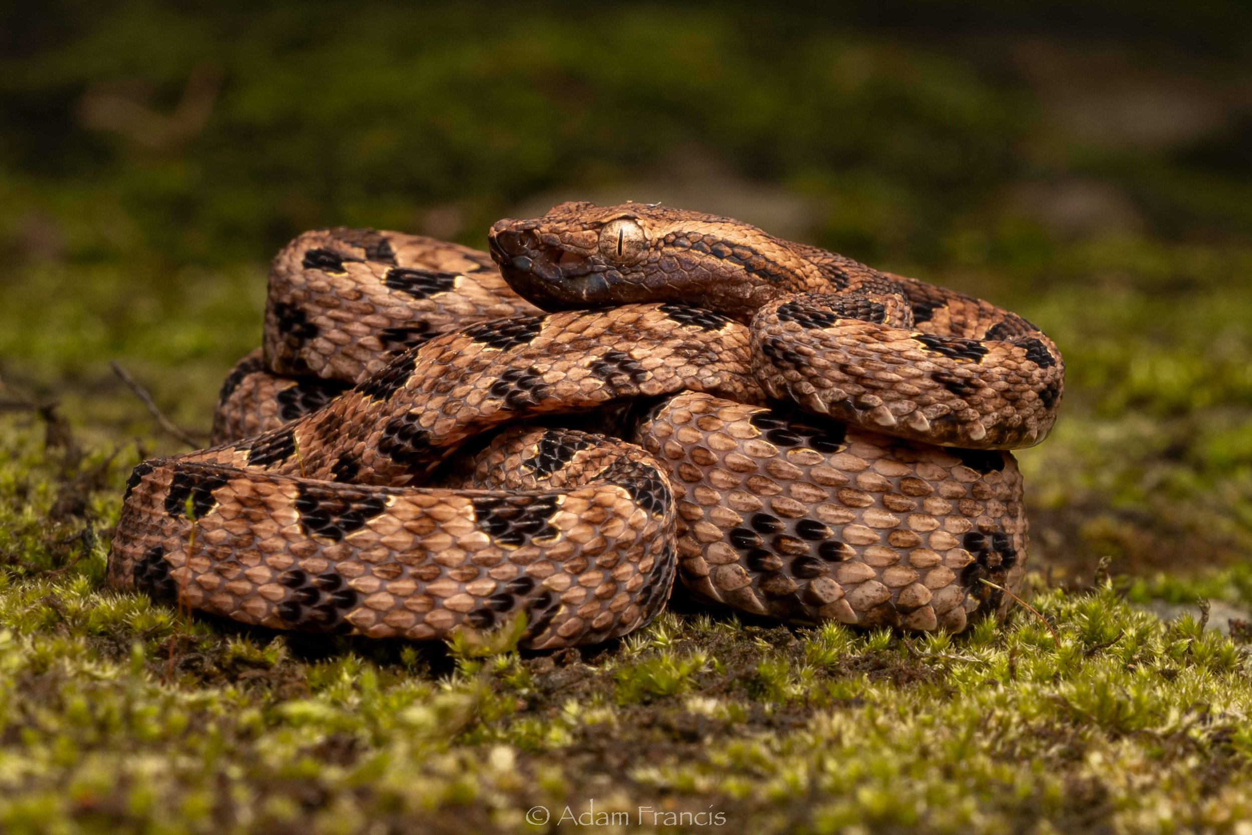 Pointed Scale Viper a.k.a. Habu - Protobothrops mucrosquamatus