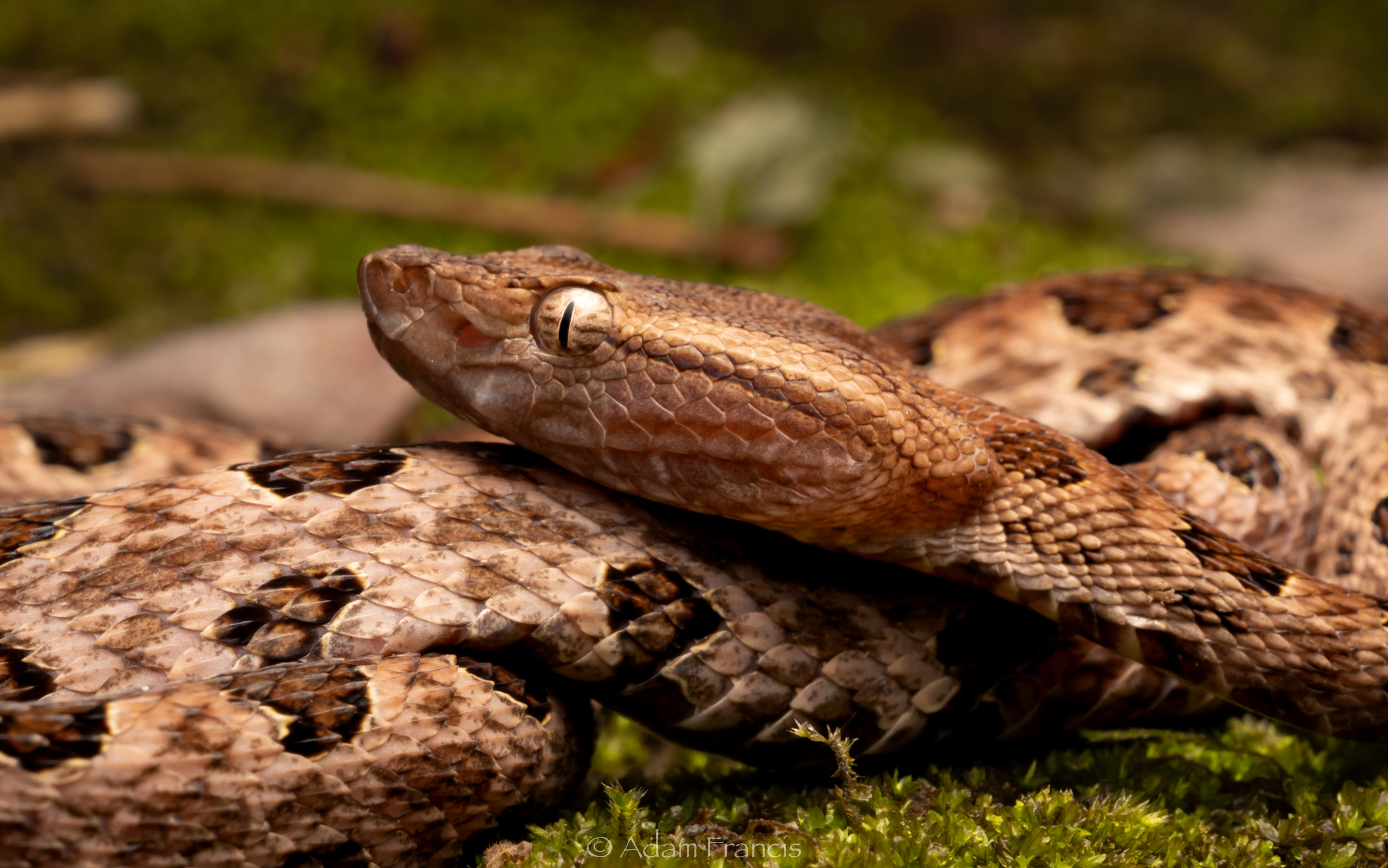 Pointed Scale Viper - Habu - Protobothrops mucrosquamatus-19.jpg