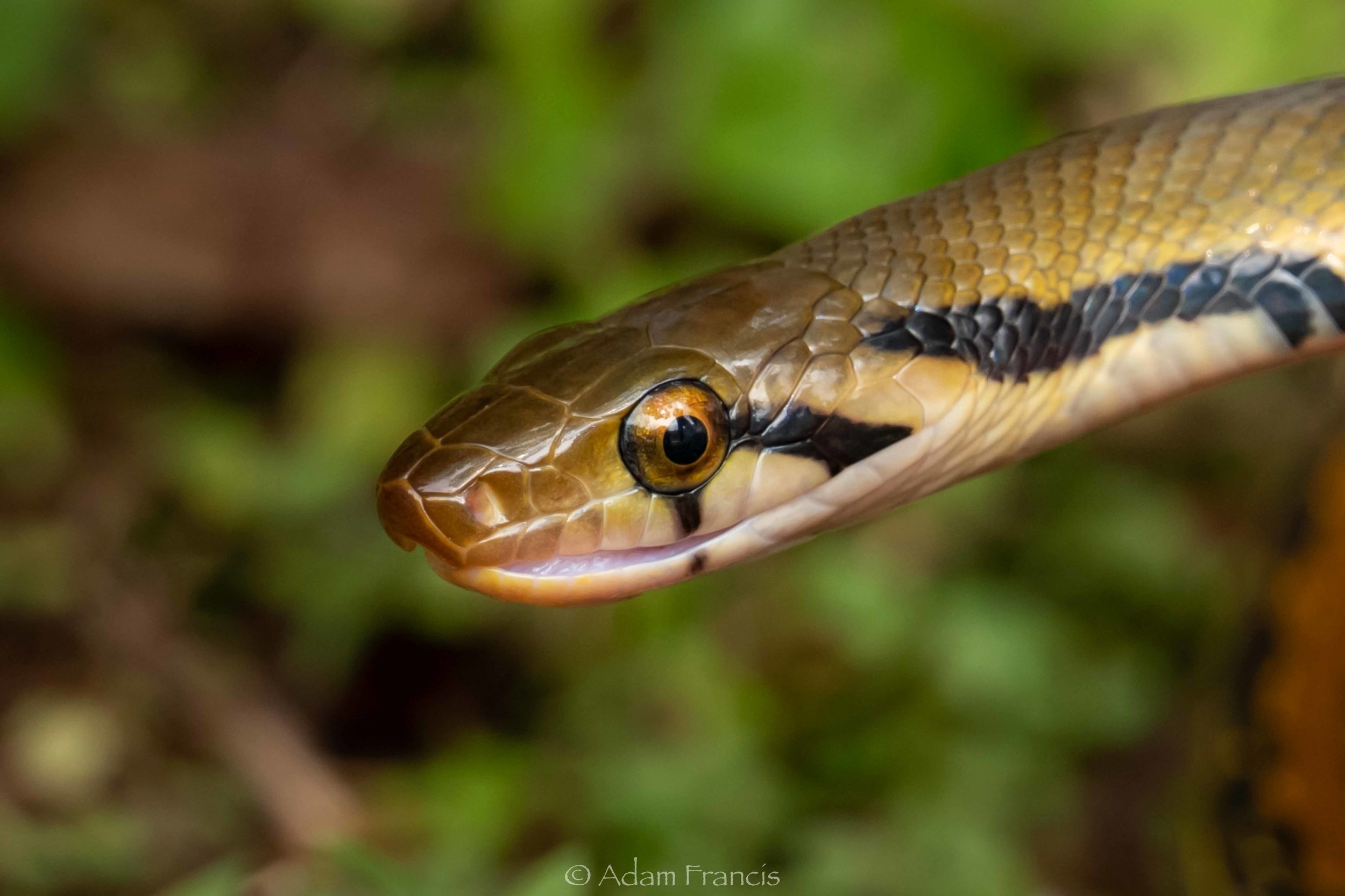 Yellow Striped Trinket Snake - Coelognathus flavolineatus