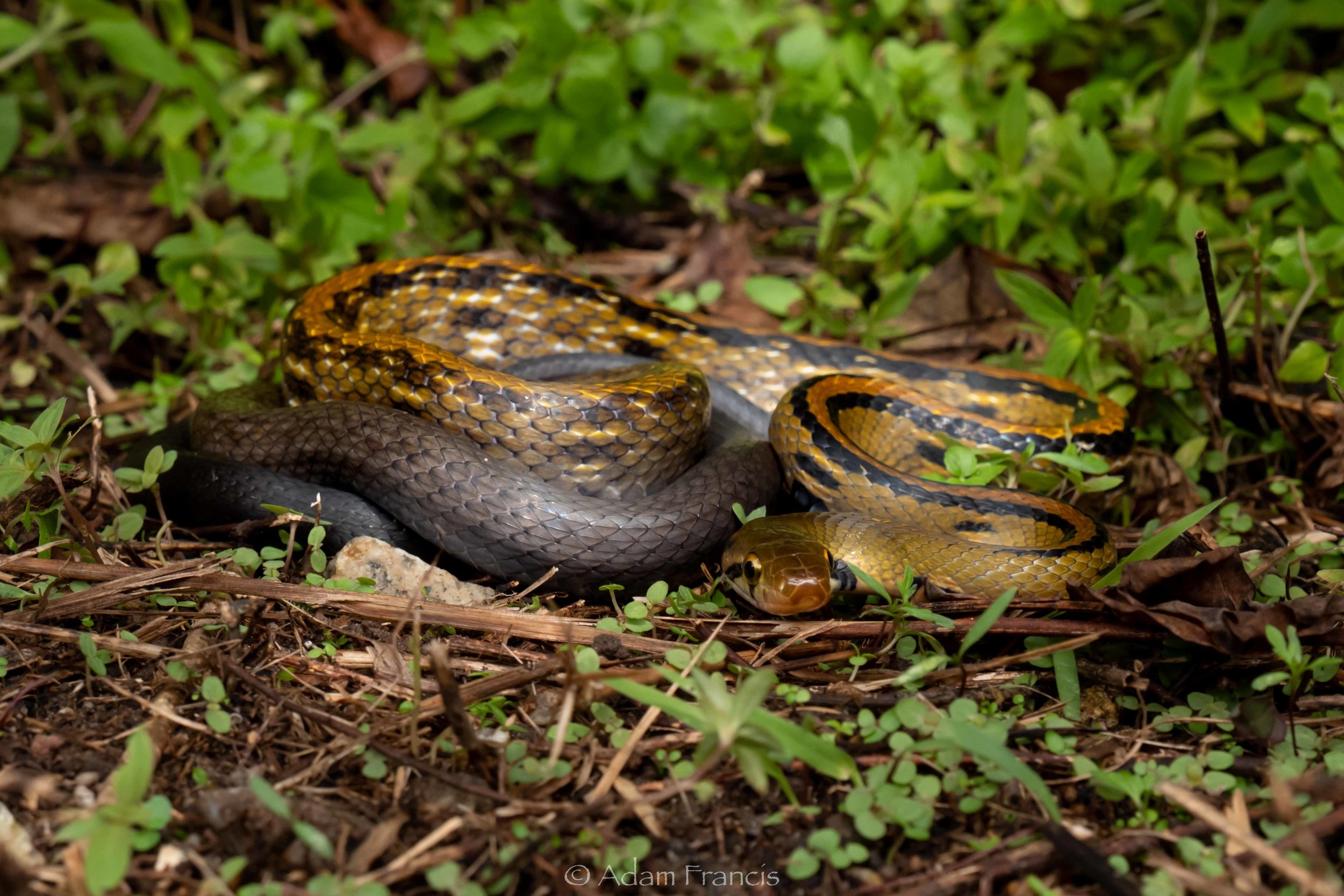 Yellow Striped Trinket Snake - Coelognathus flavolineatus