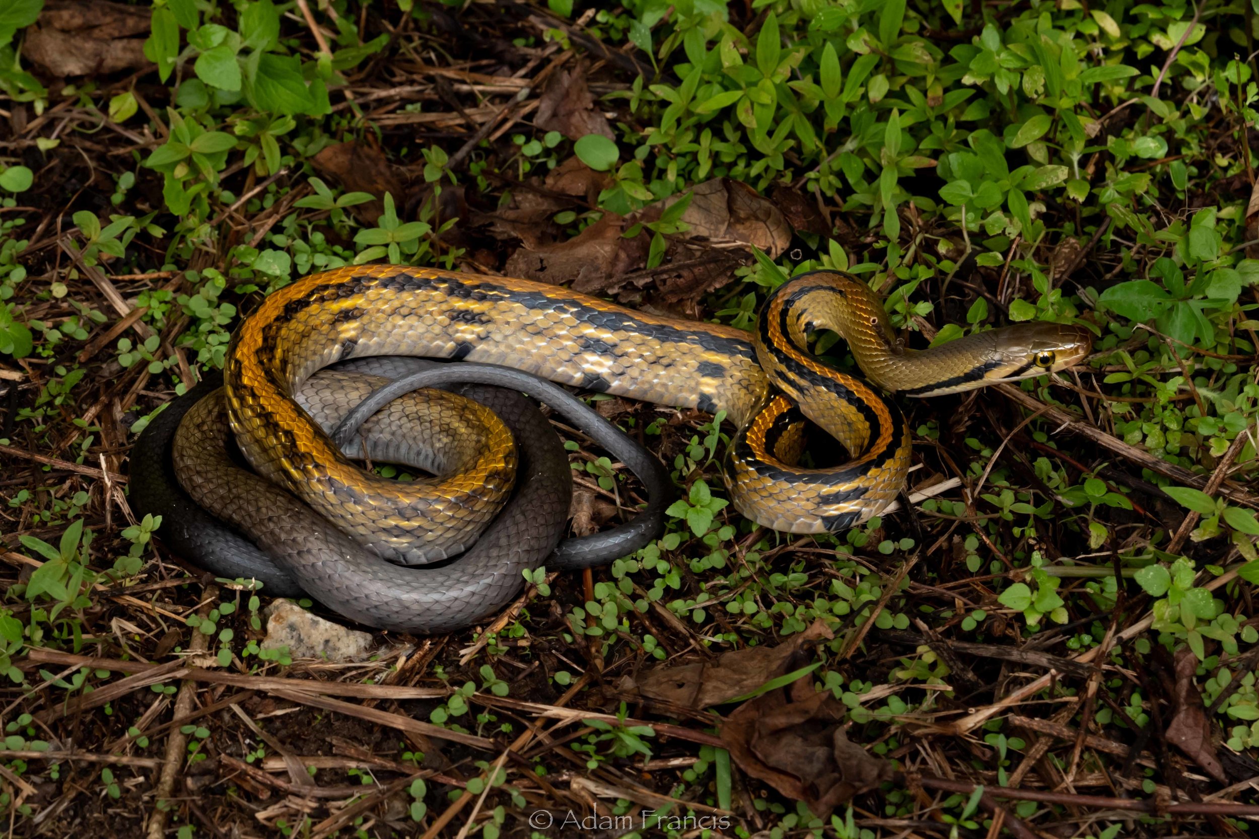 Yellow Striped Trinket Snake - Coelognathus flavolineatus