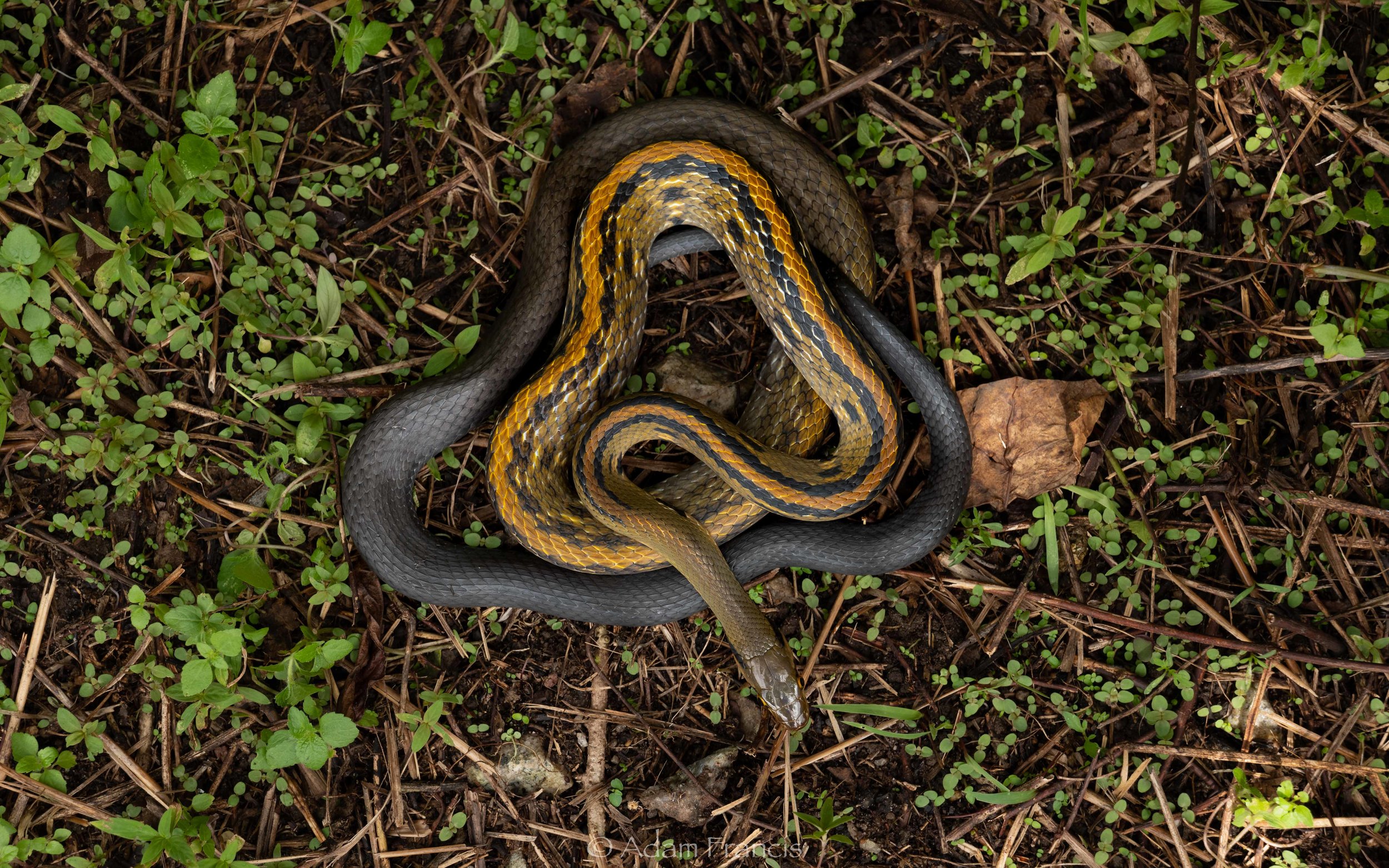 Yellow Striped Trinket Snake - Coelognathus flavolineatus