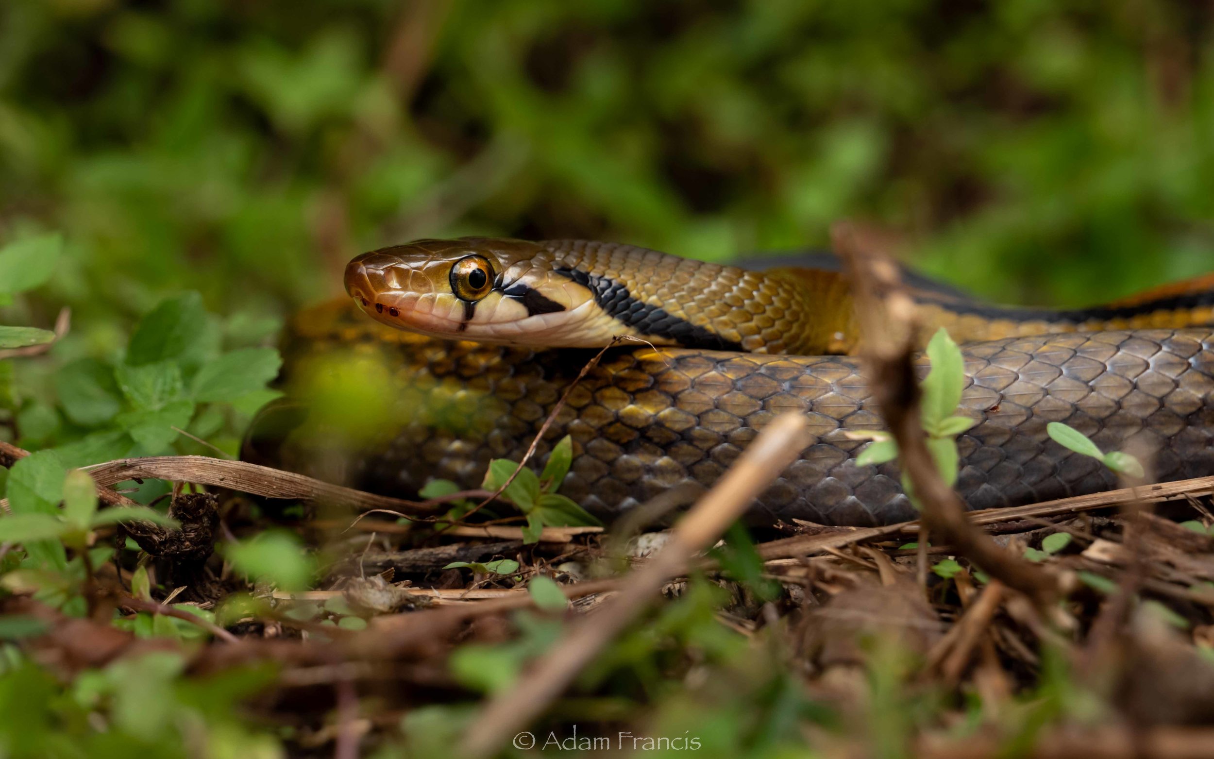 Yellow Striped Trinket Snake - Coelognathus flavolineatus