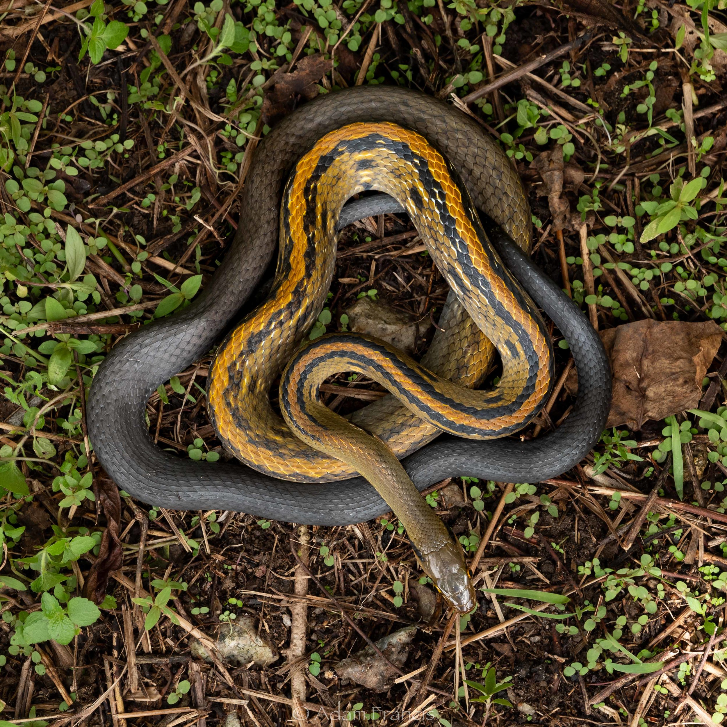 YELLOW STRIPED TRINKET SNAKE