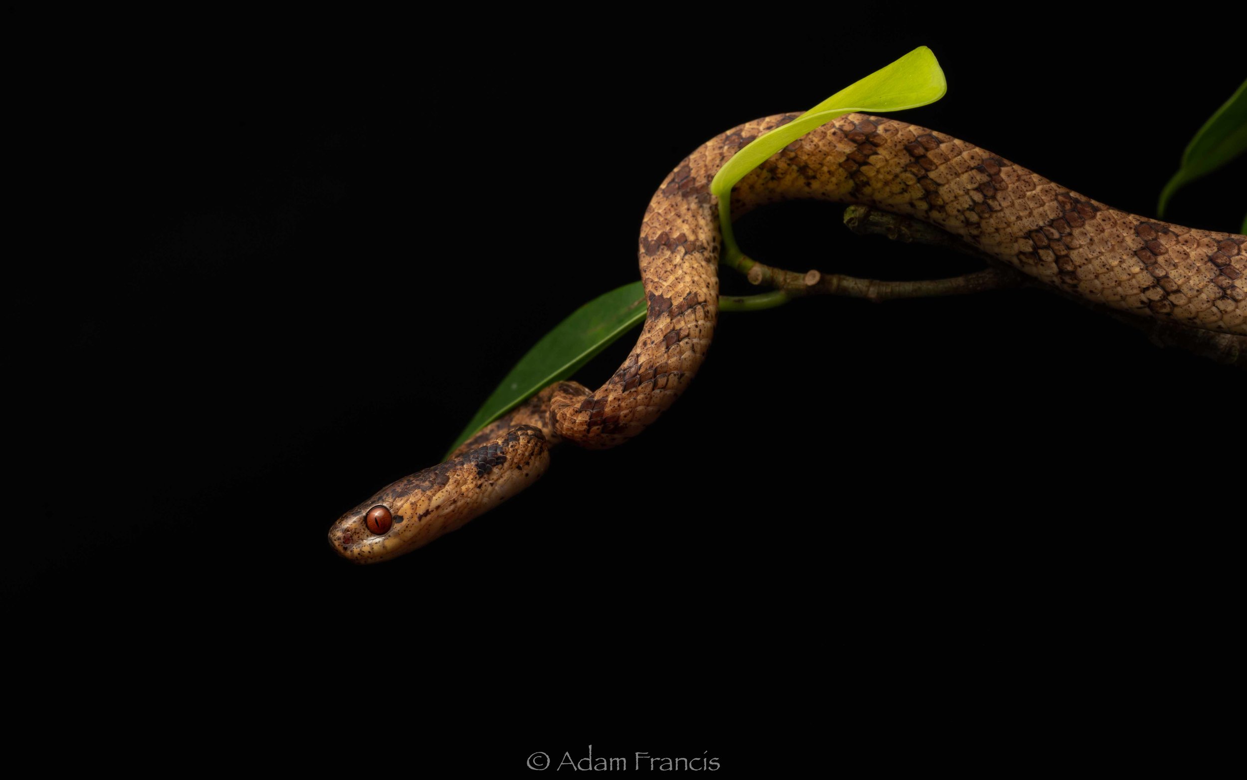 Chinese Slug Snake - Pareas chinensis
