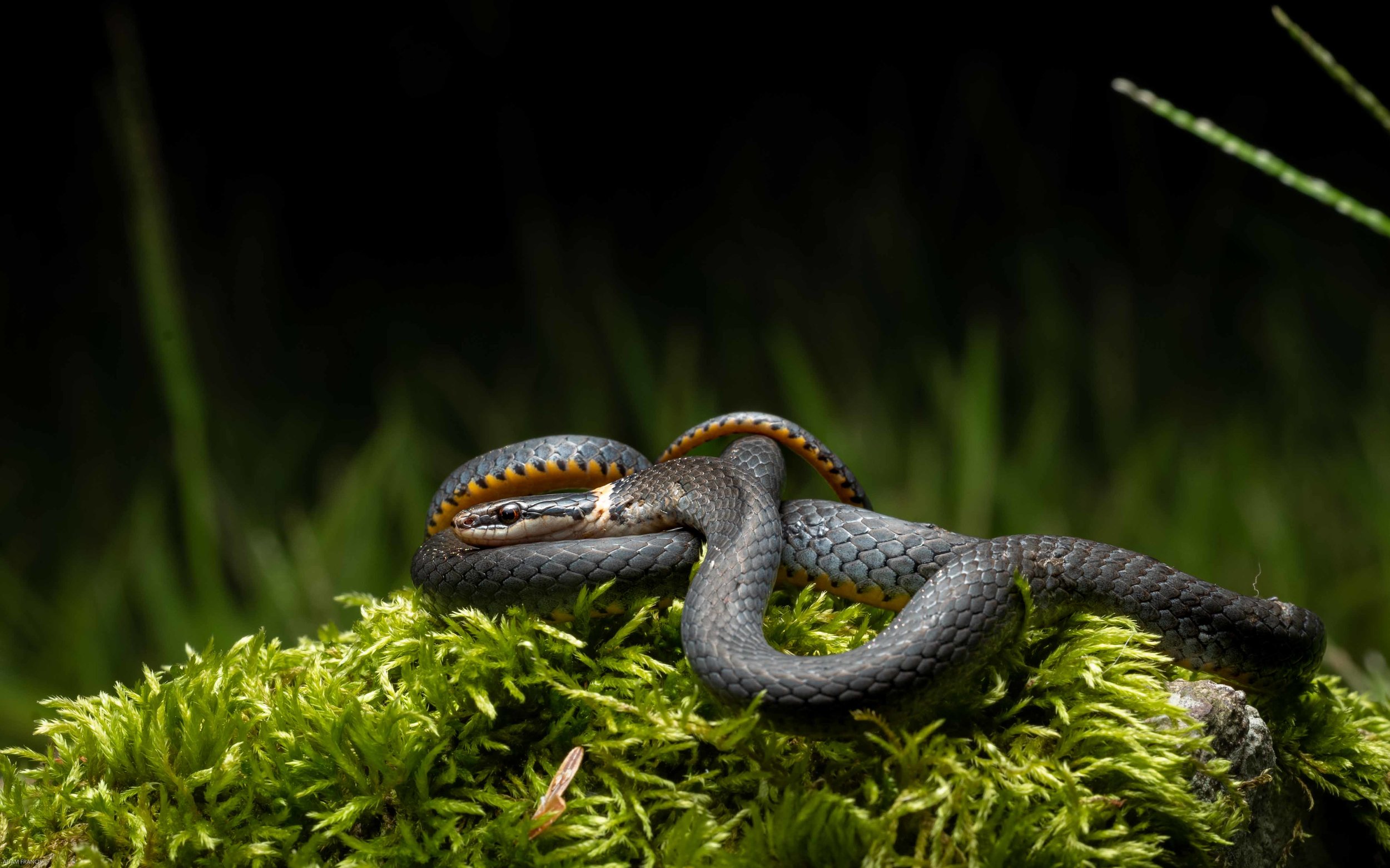 RINGNECK - NORTHERN