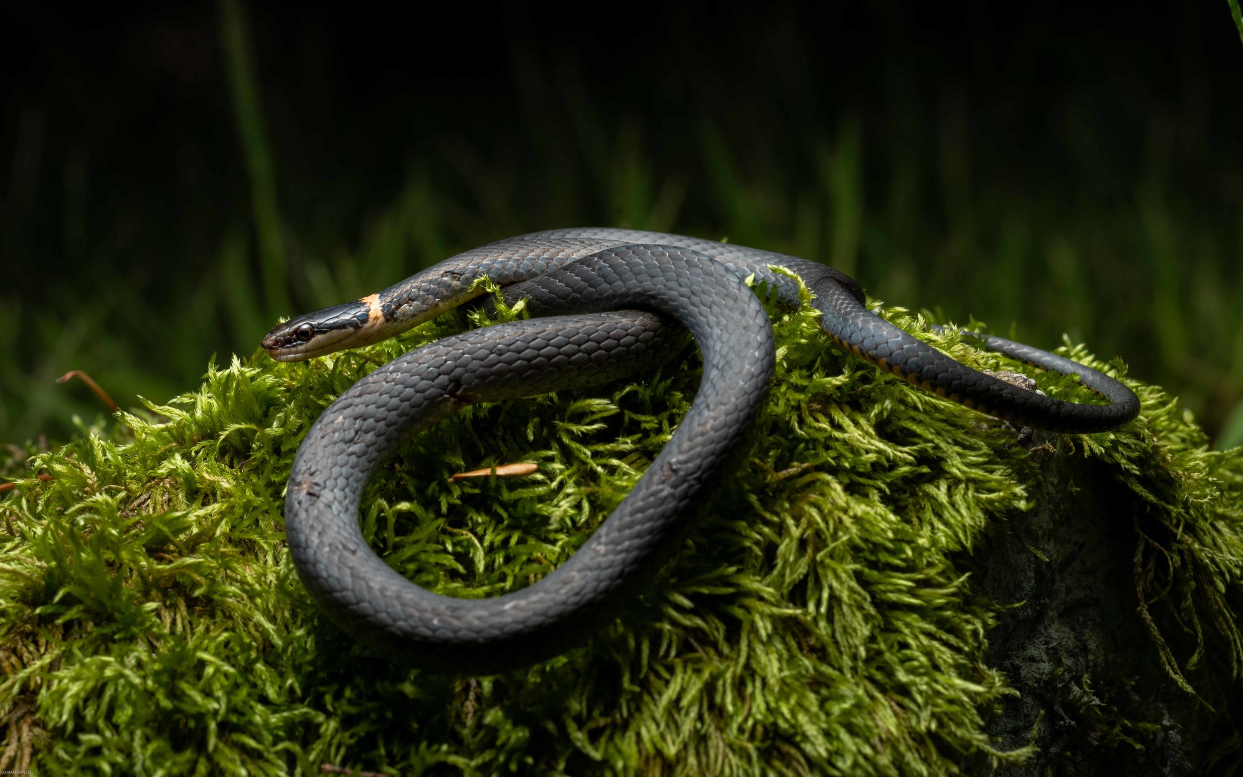 RINGNECK - NORTHERN