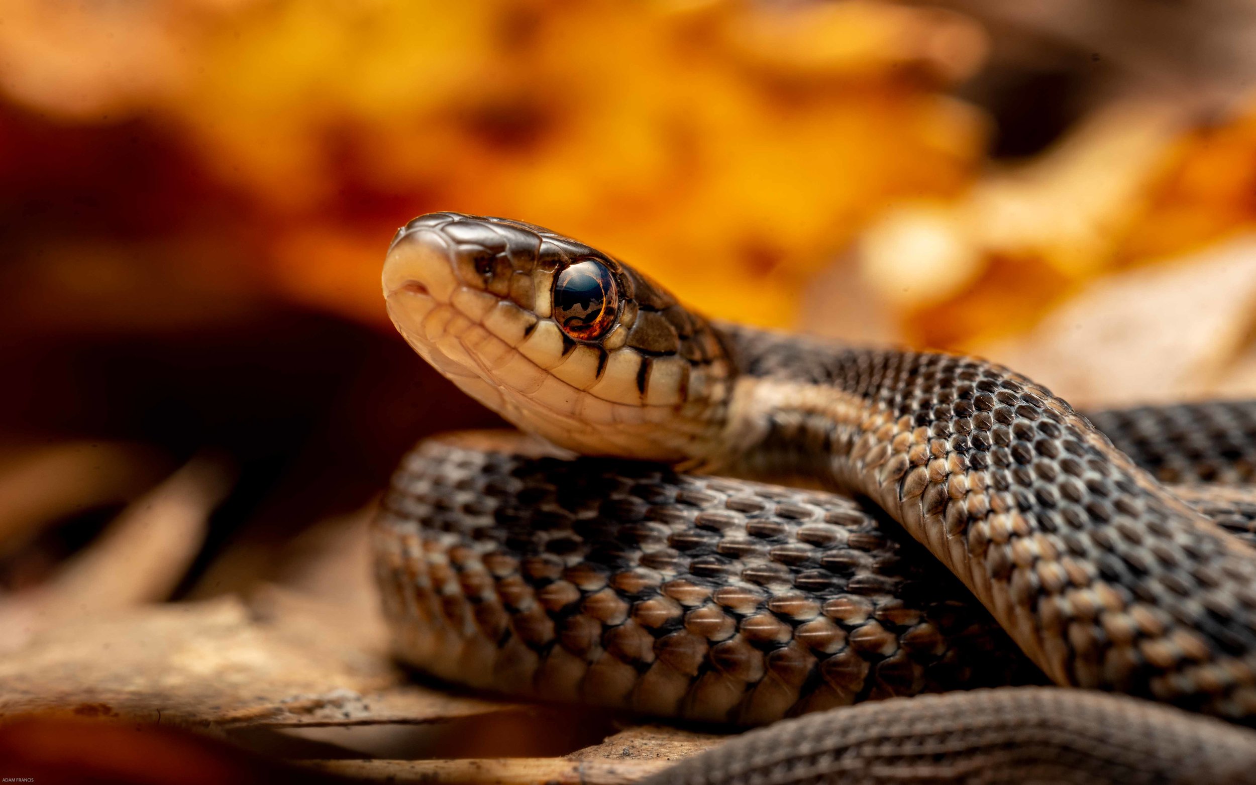 COMMON GARTER SNAKE - Thamnophis sirtalis