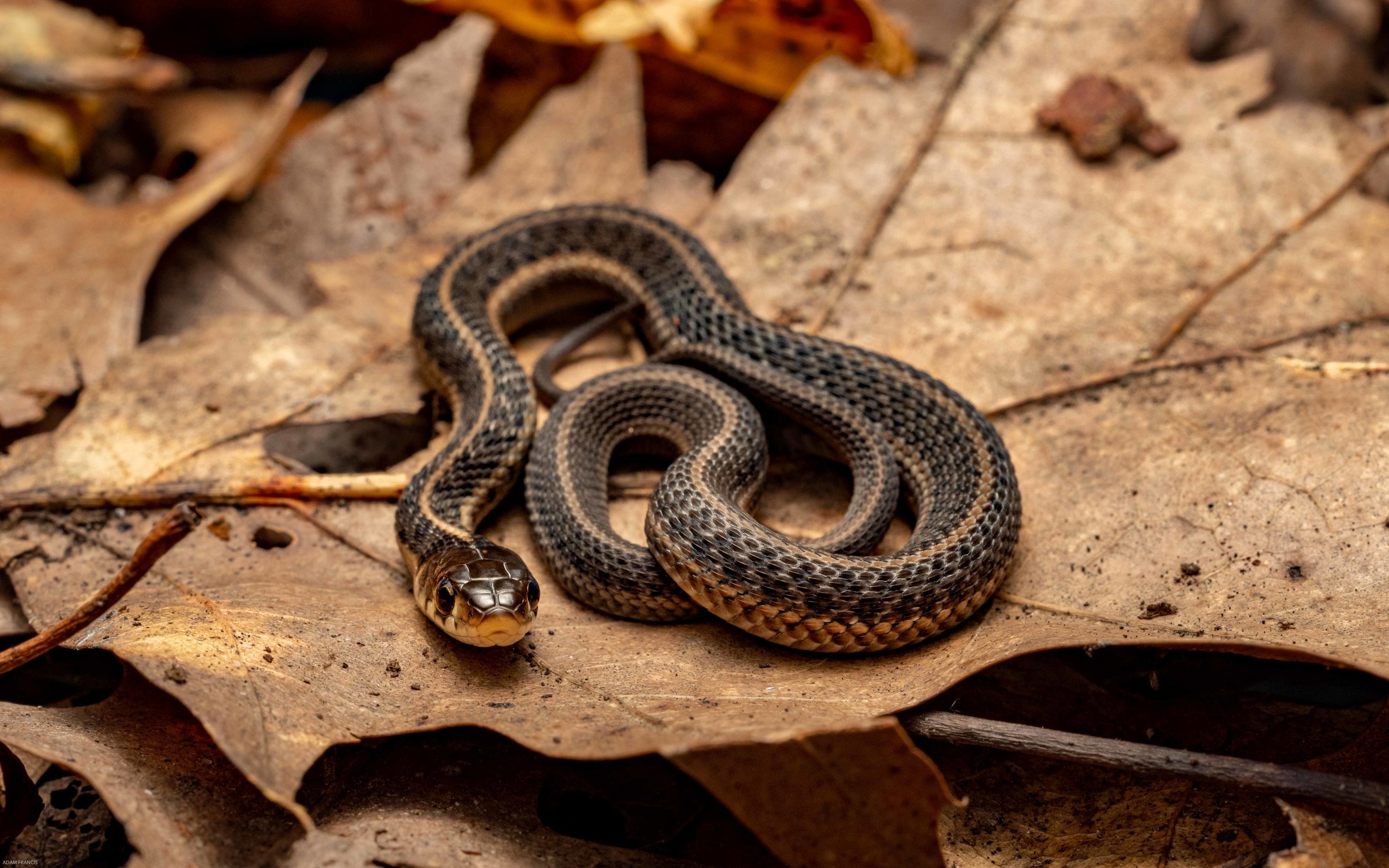 COMMON GARTER SNAKE - Thamnophis sirtalis