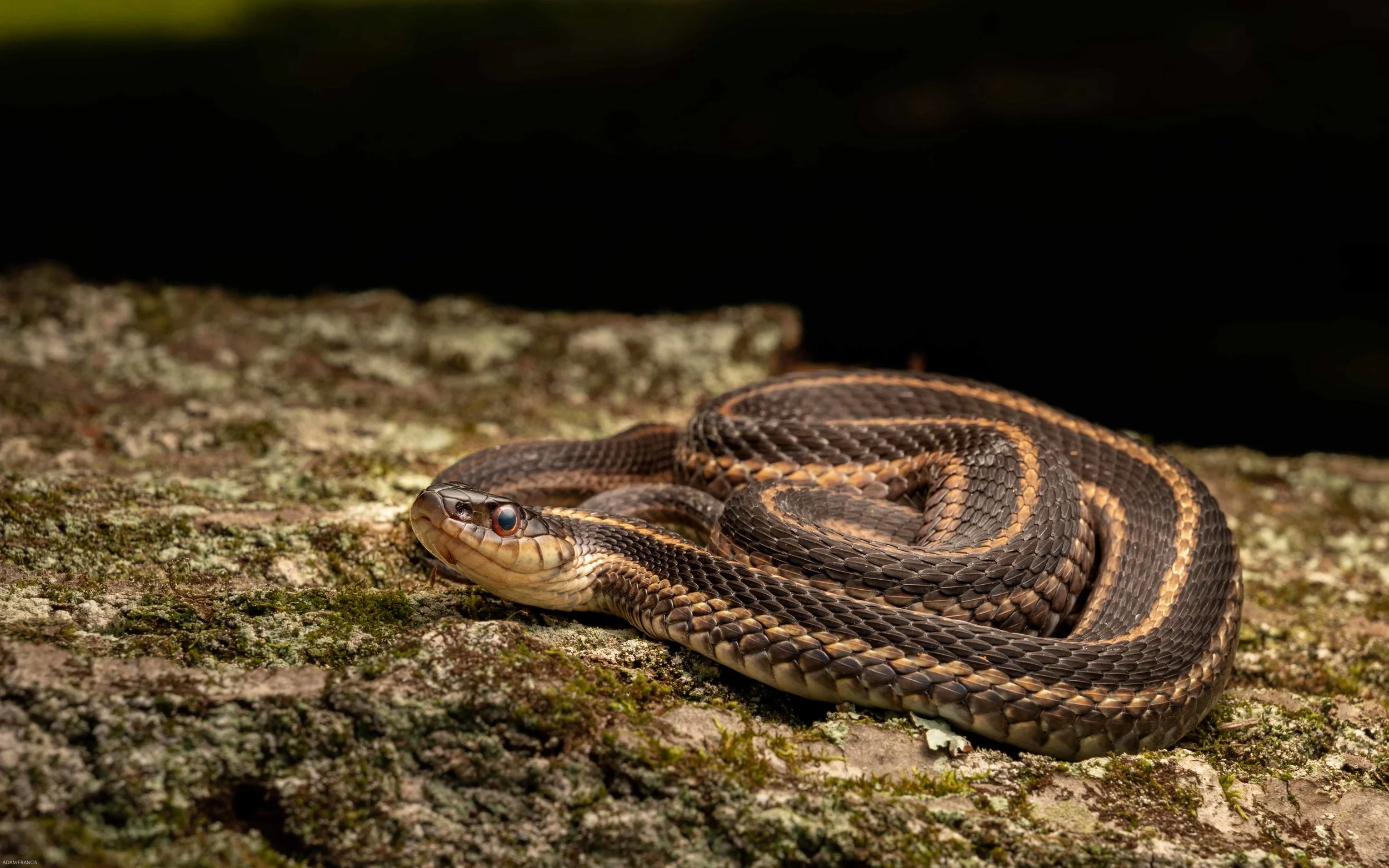 COMMON GARTER SNAKE - Thamnophis sirtalis