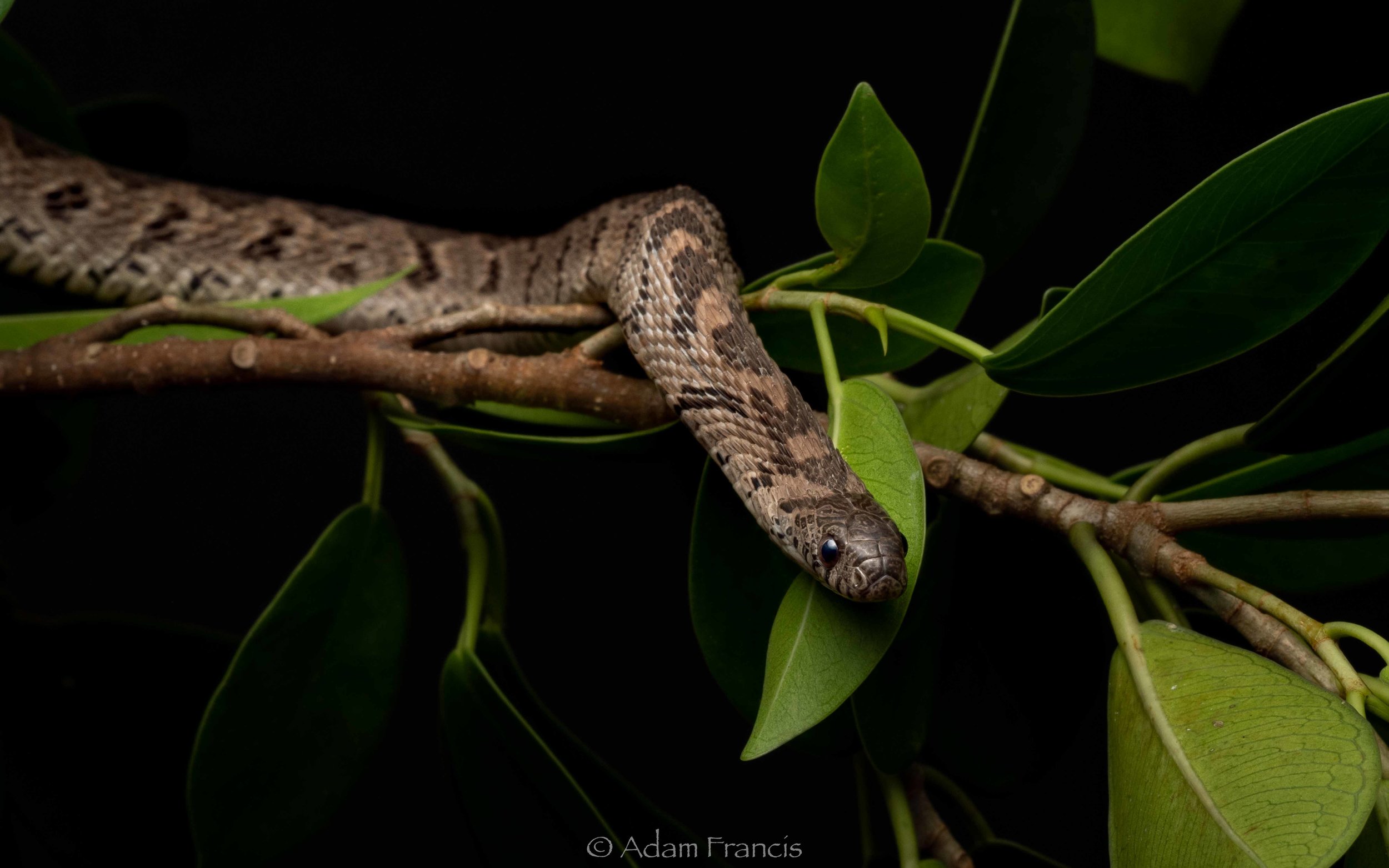 Rhombic Egg Eater - Dasypeltis scabra