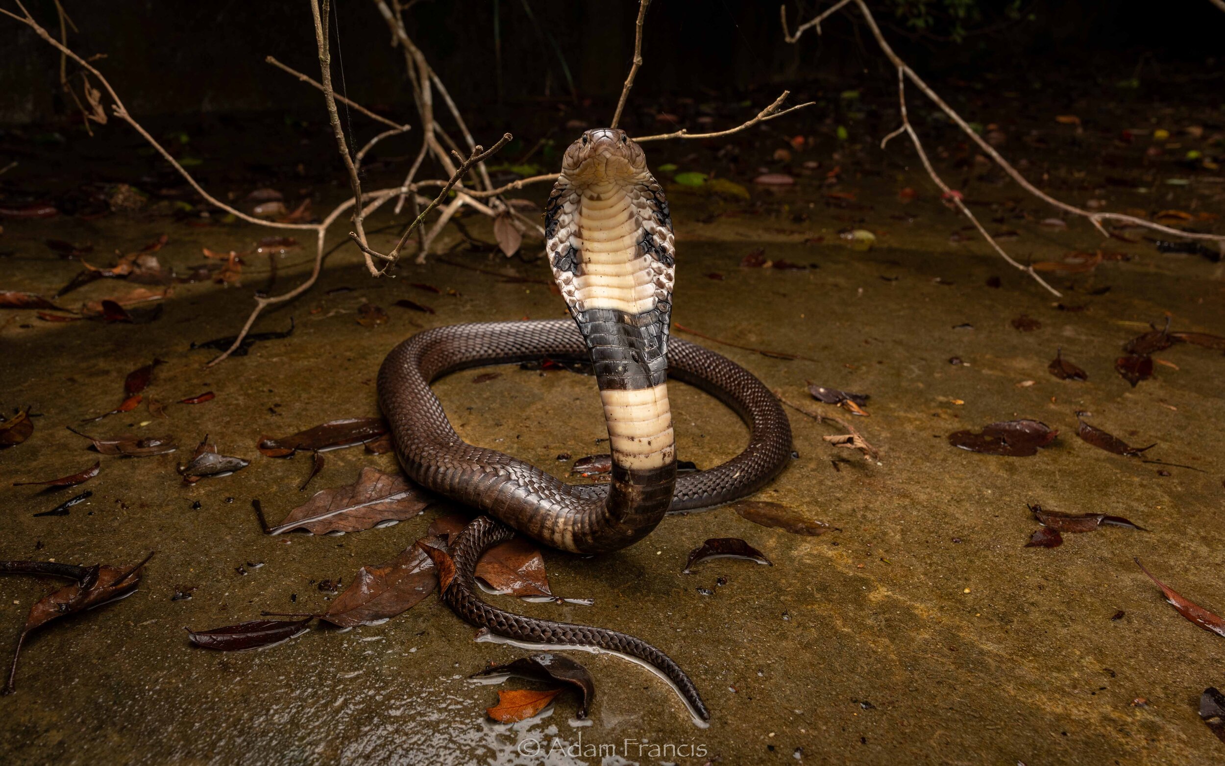 Chinese Cobra - Naja atra