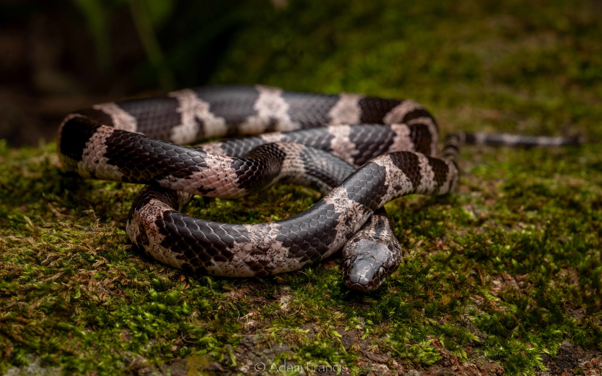 Futsings Wolf Snake - Lycodon futsingensis