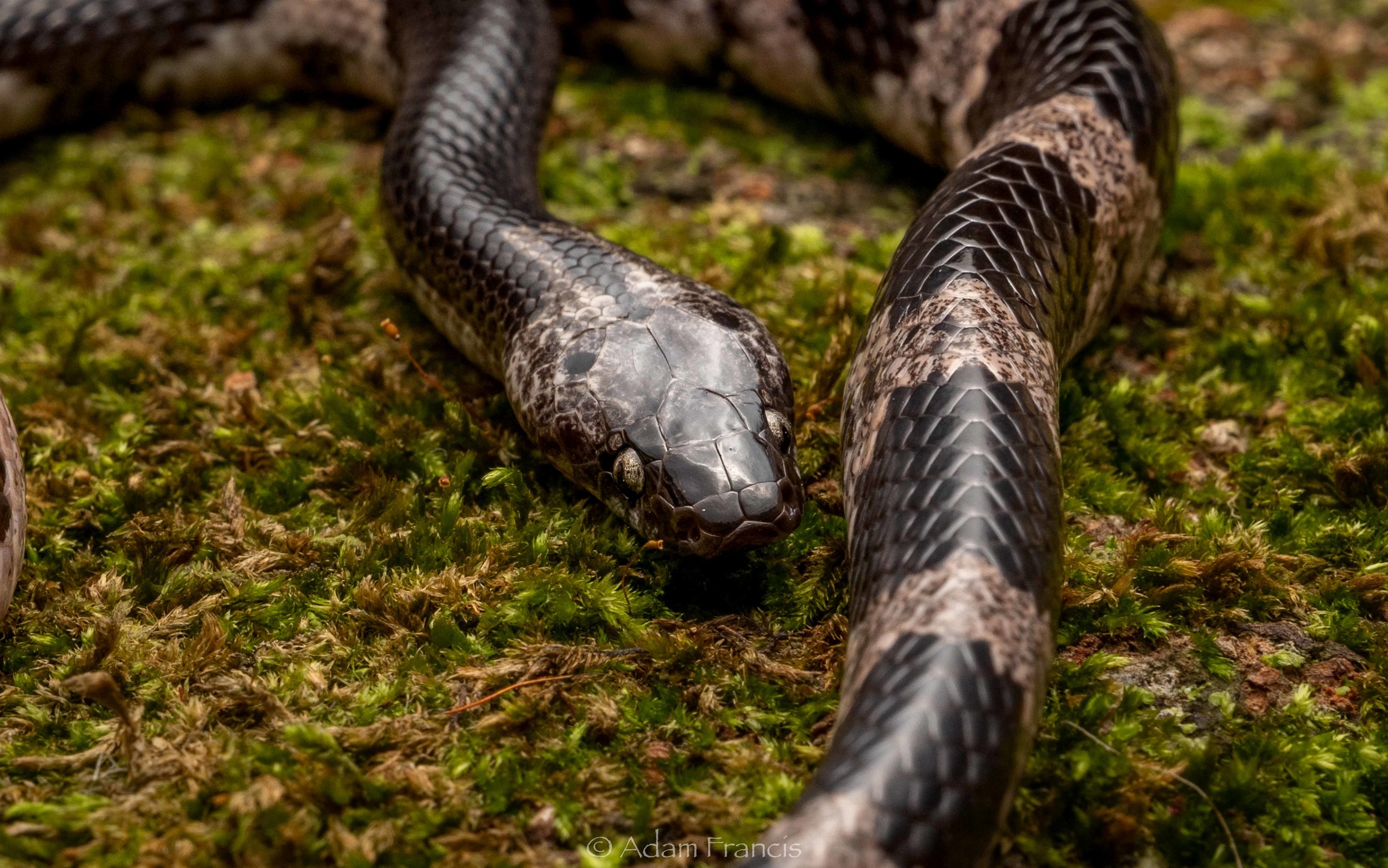 Futsings Wolf Snake - Lycodon futsingensis