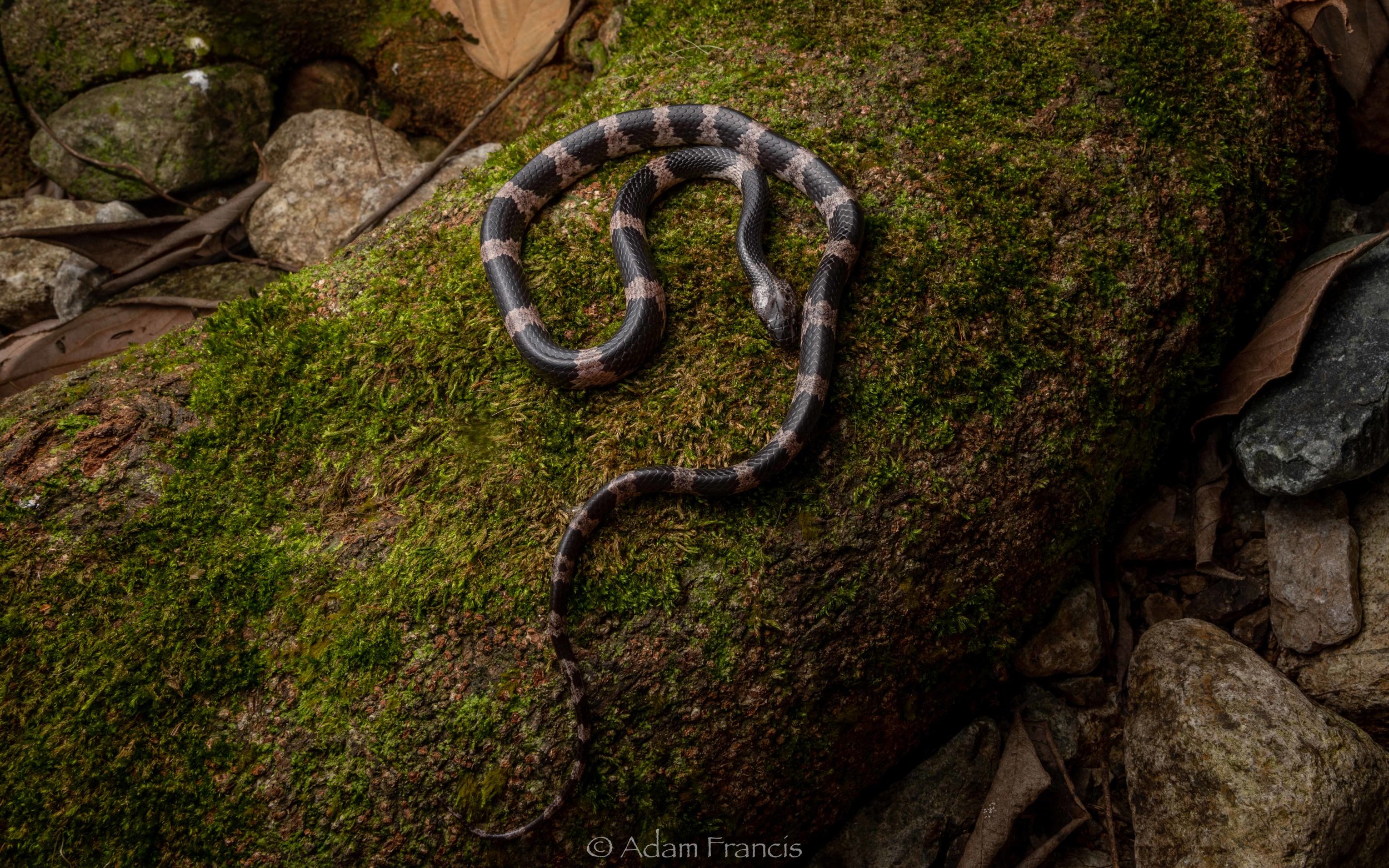 Futsings Wolf Snake - Lycodon futsingensis