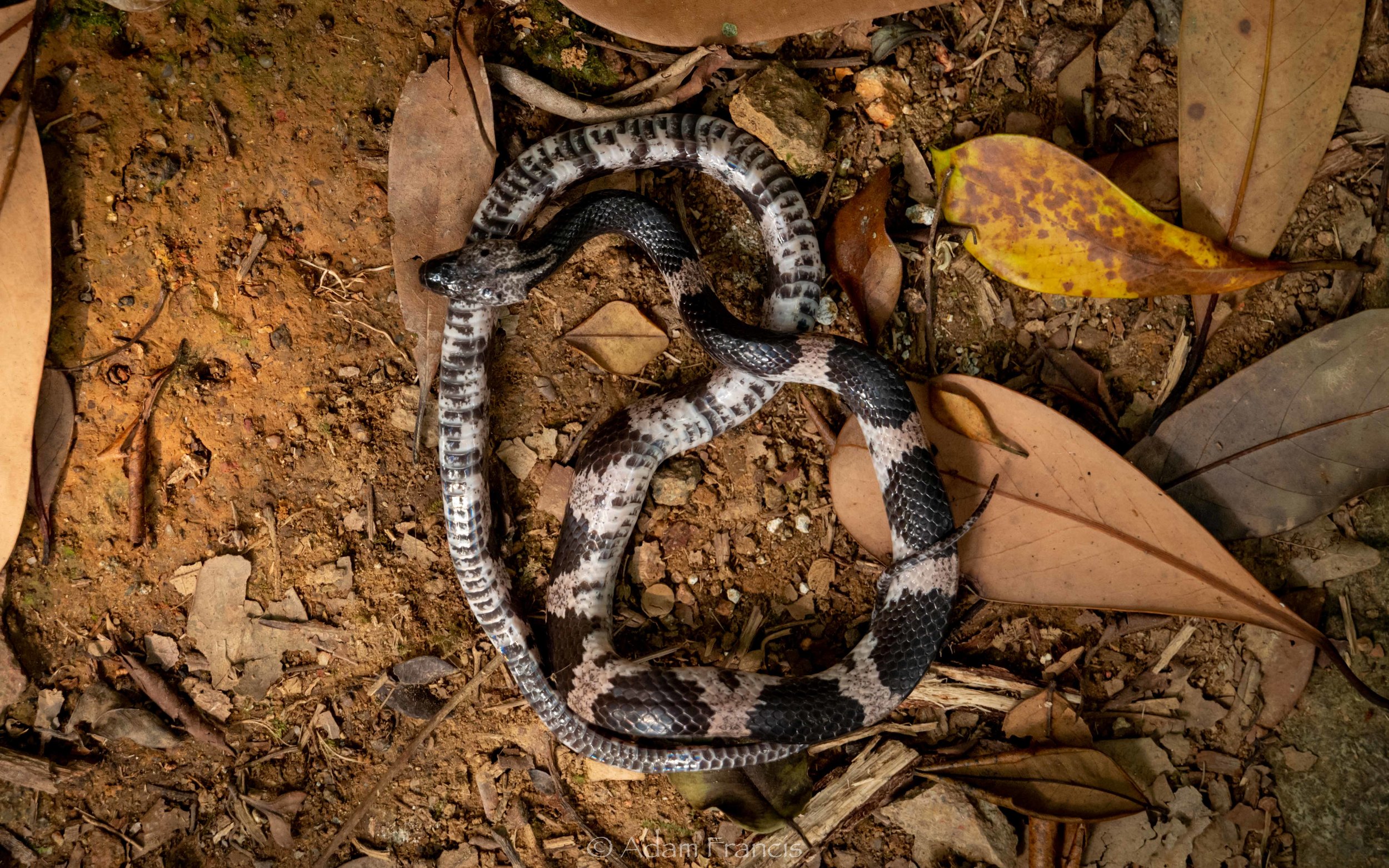 Futsing's Wolf Snake - Lycodon futsingensis-20.jpg