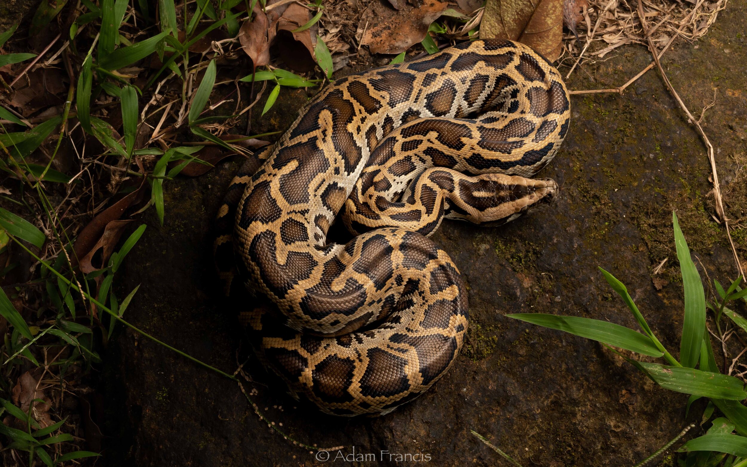 Burmese Python - Python bivittatus