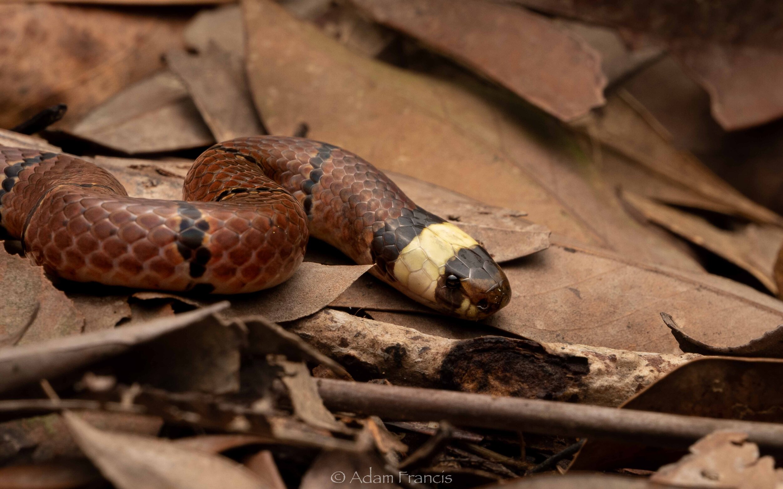MacClelland's Coral Snake - Sinomicrurus macclellandi-37.jpg