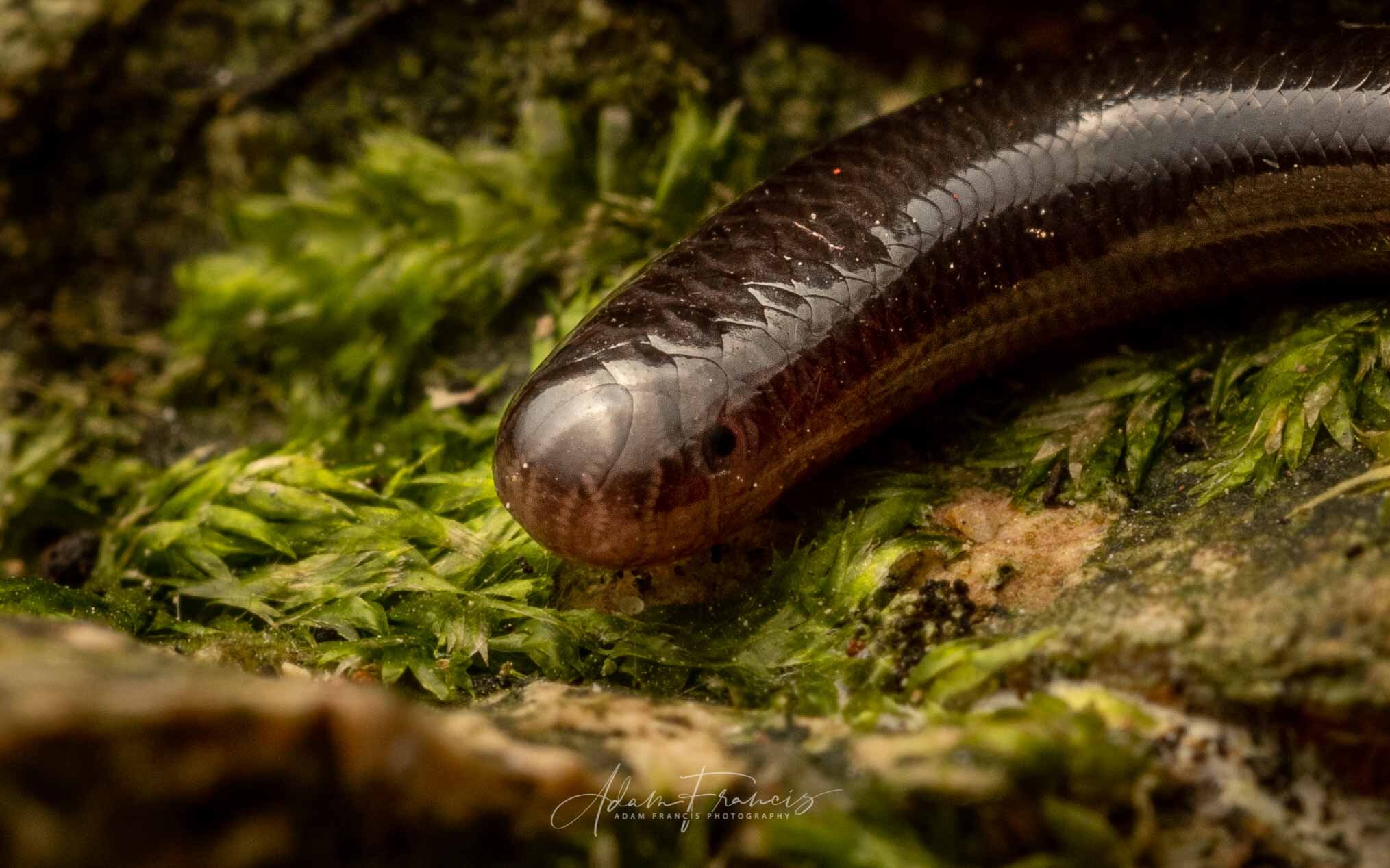 Common Blind Snake - Indotyphlops braminus