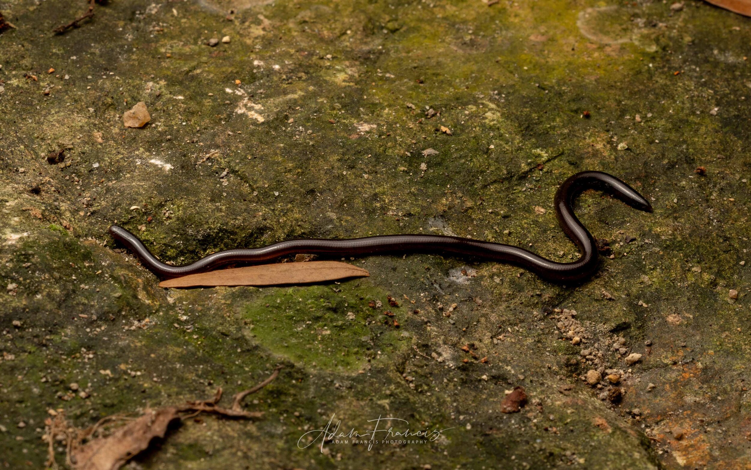 Common Blind Snake - Indotyphlops braminus