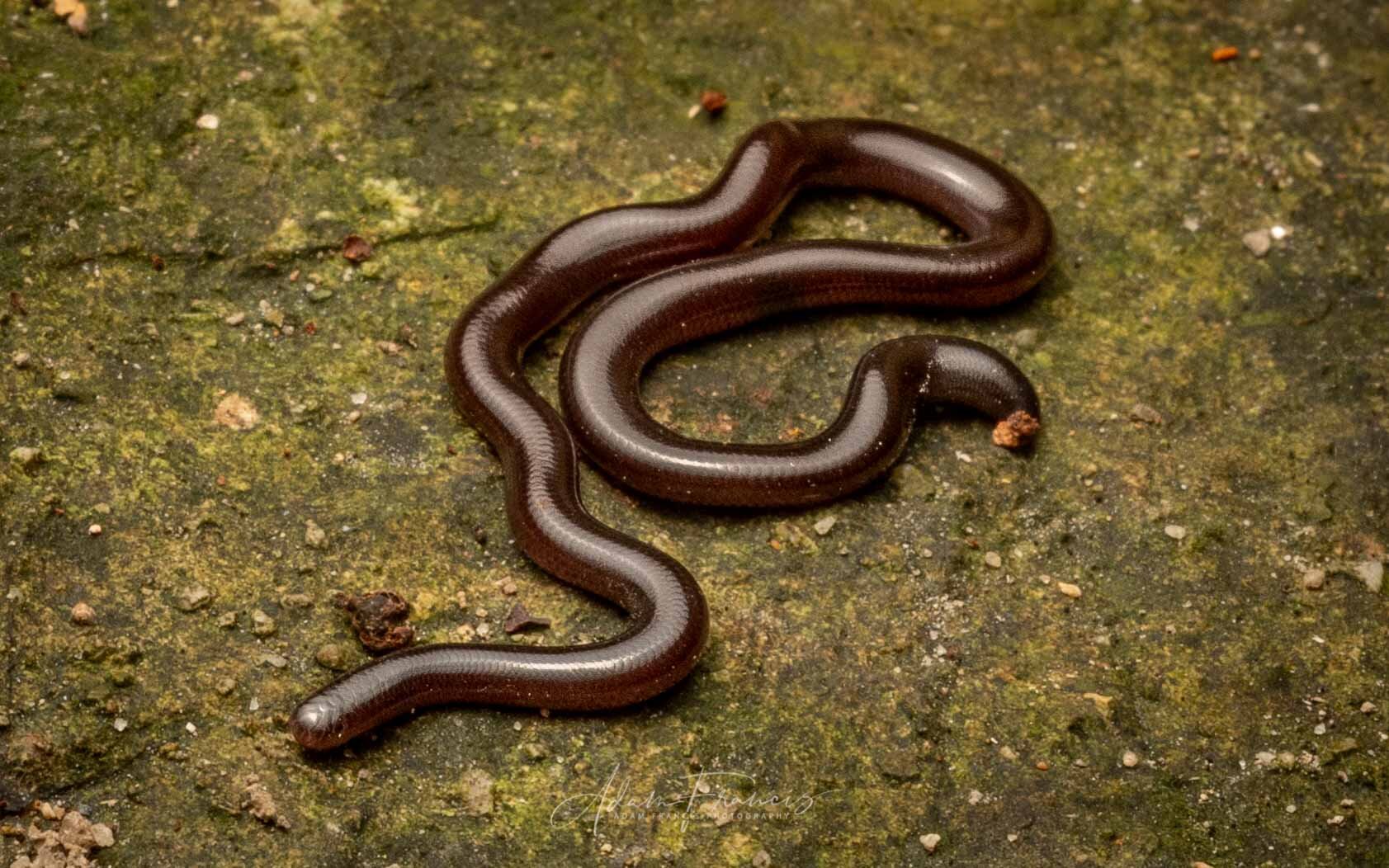 Common Blind Snake - Indotyphlops braminus