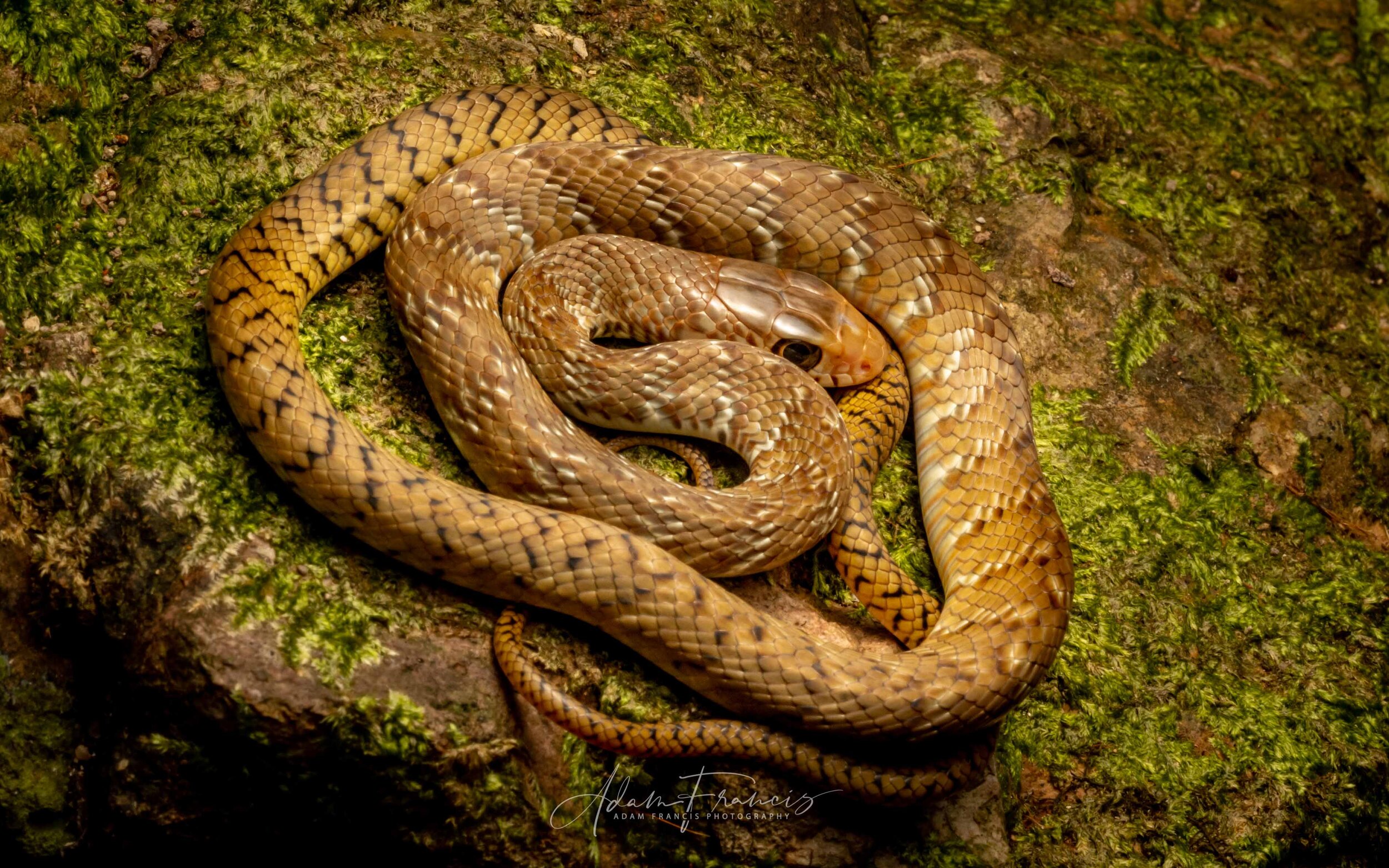 Common Rat Snake - Ptyas mucosus