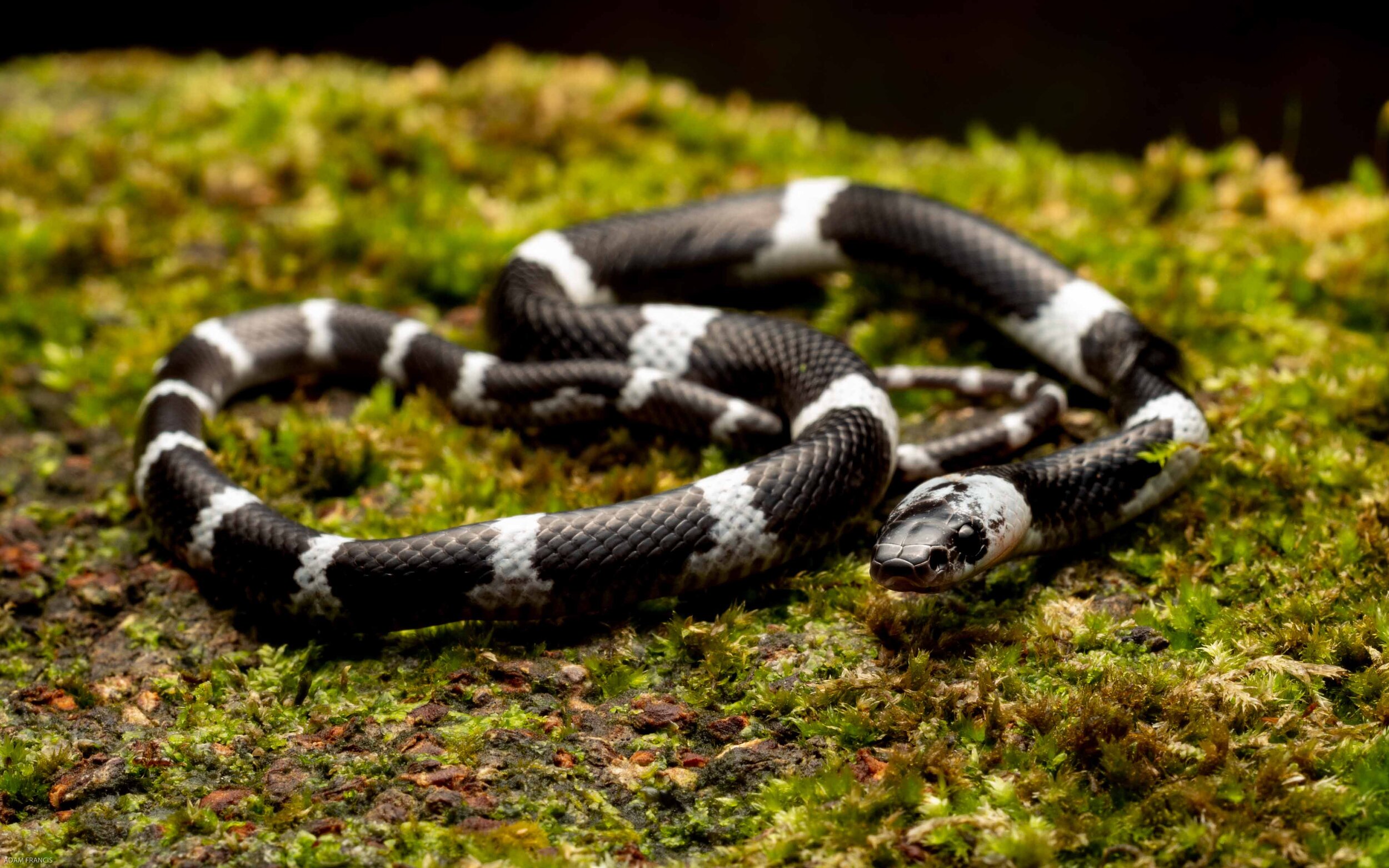 Banded Wolf Snake - Lycodon subcinctus