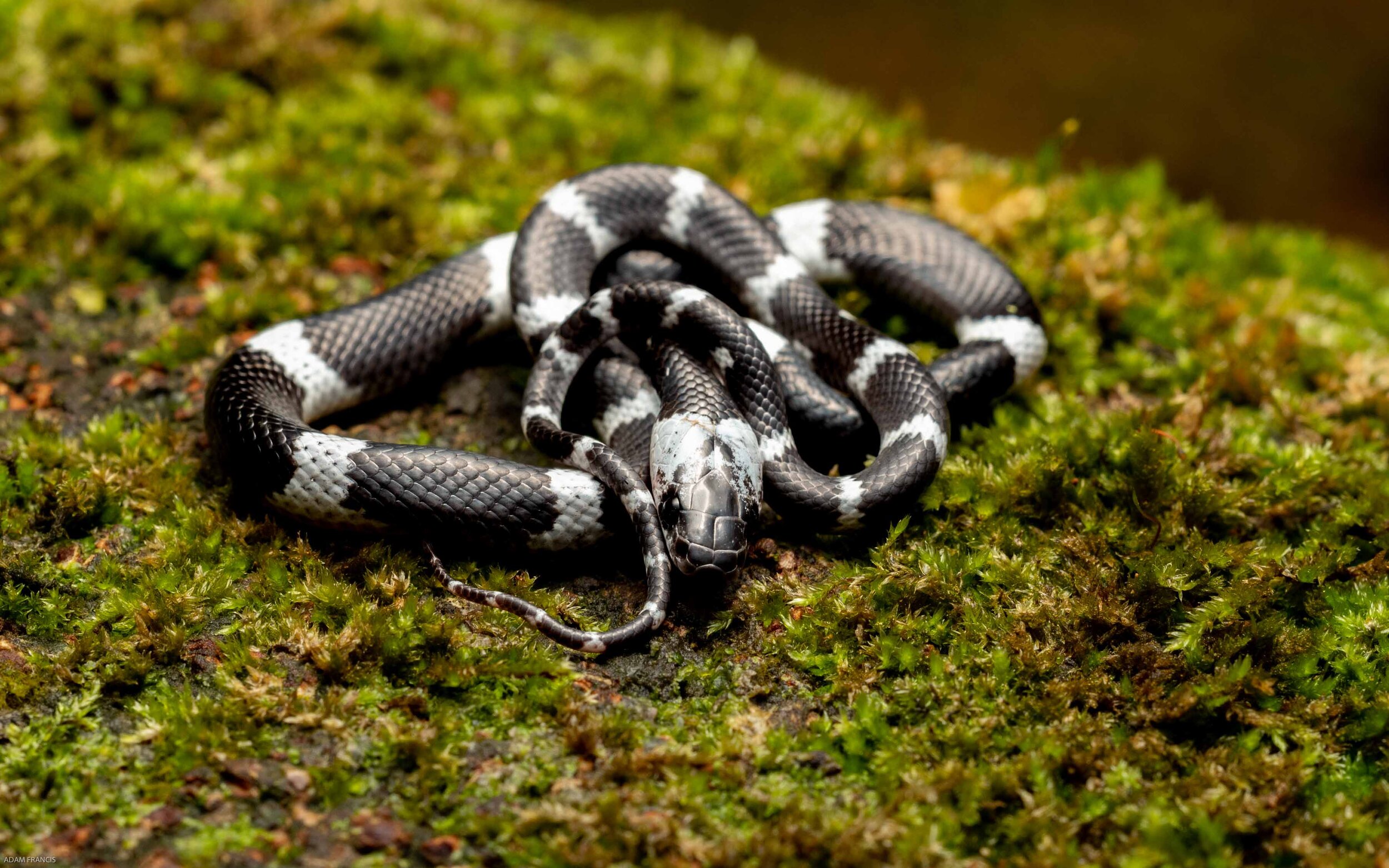 Banded Wolf Snake - Lycodon subcinctus