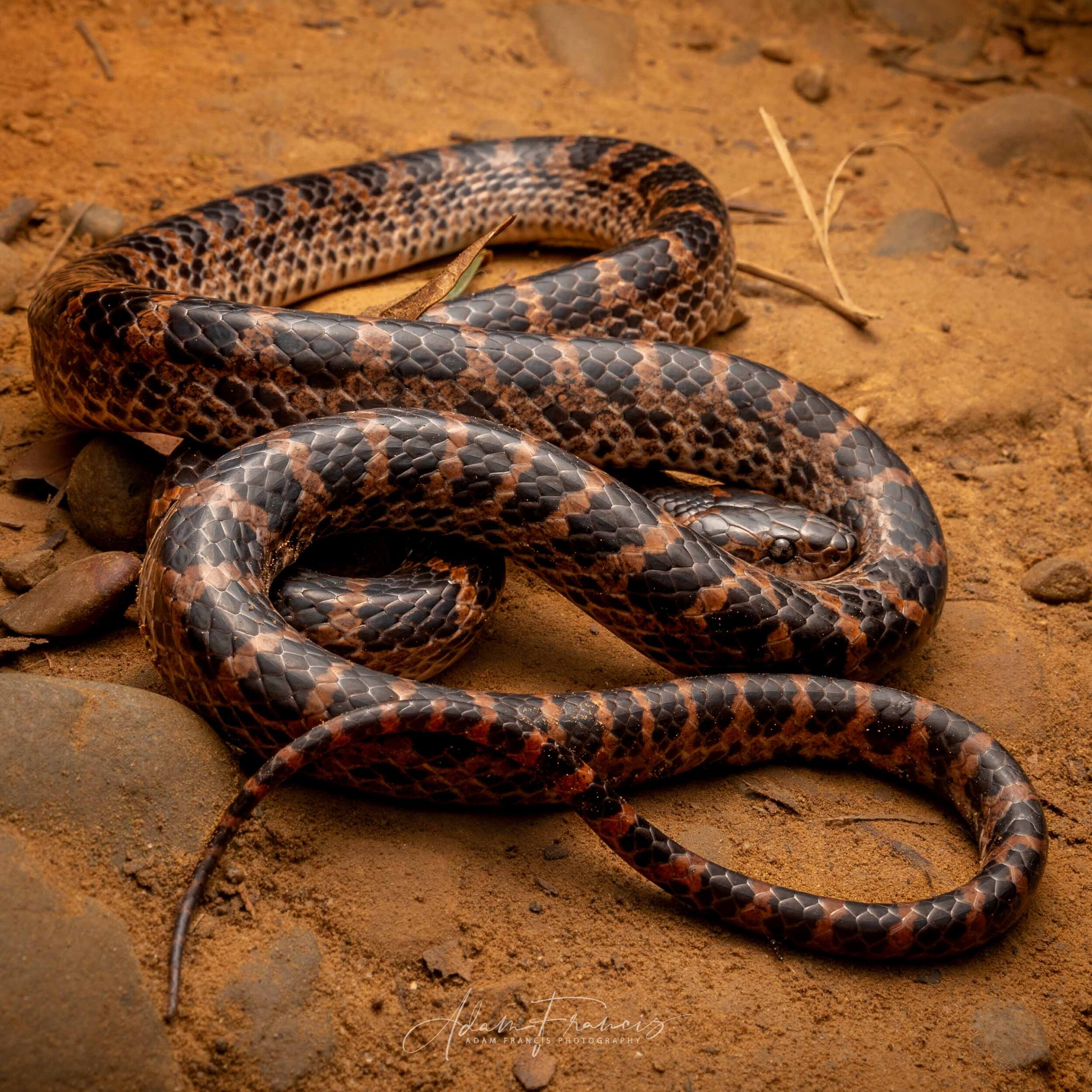 RED-BANDED SNAKE