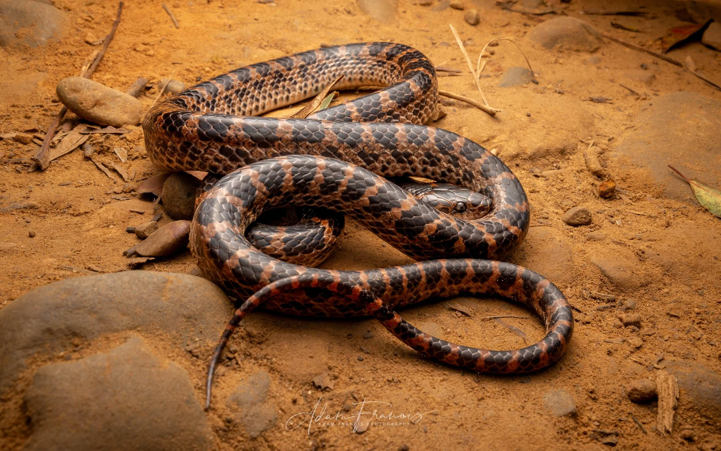 Red Banded Snake - Lycodon rufozonatus-7.jpg