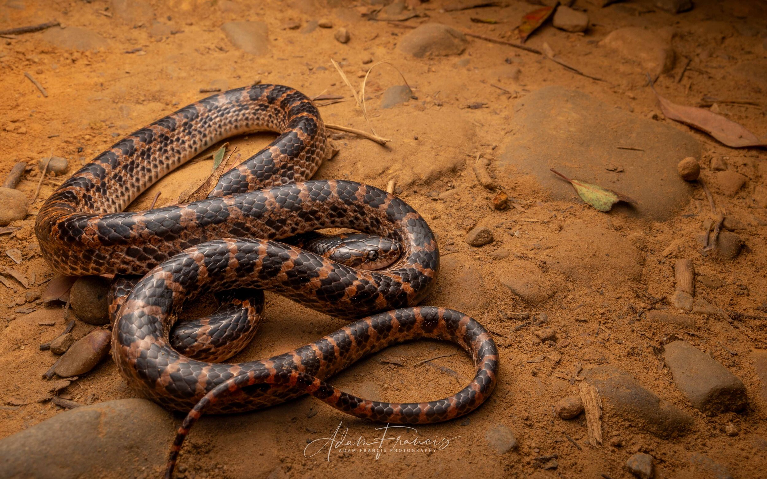 Red-banded Snake - Lycodon rufozonatum