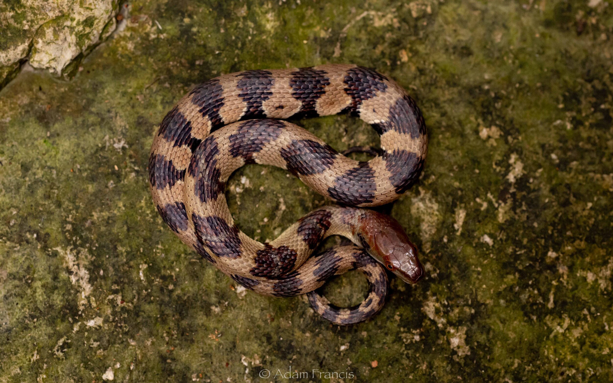 Diamond-Back Water Snake - Trimerodytes aequifasciata