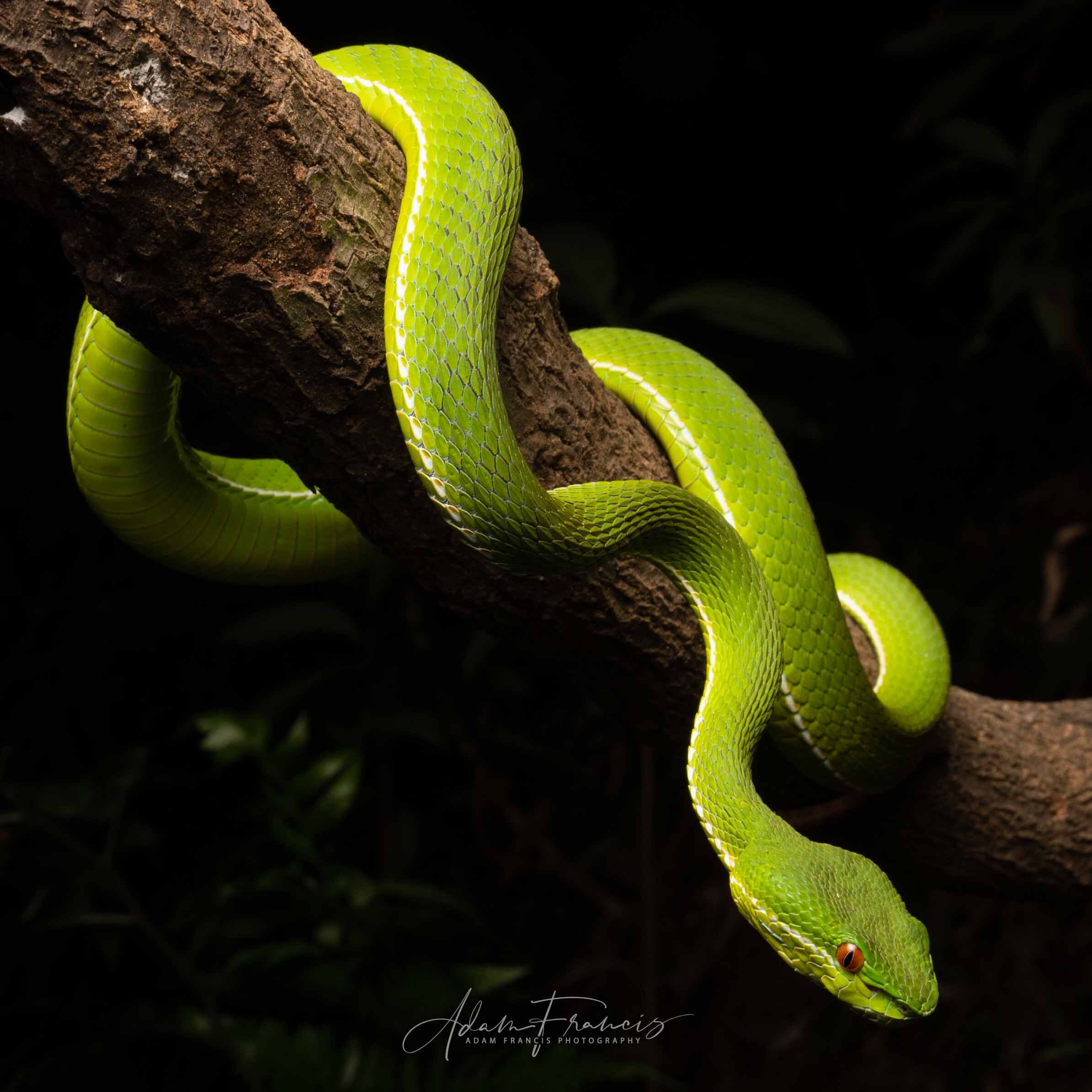 PIT VIPER - STEJNEGER'S 