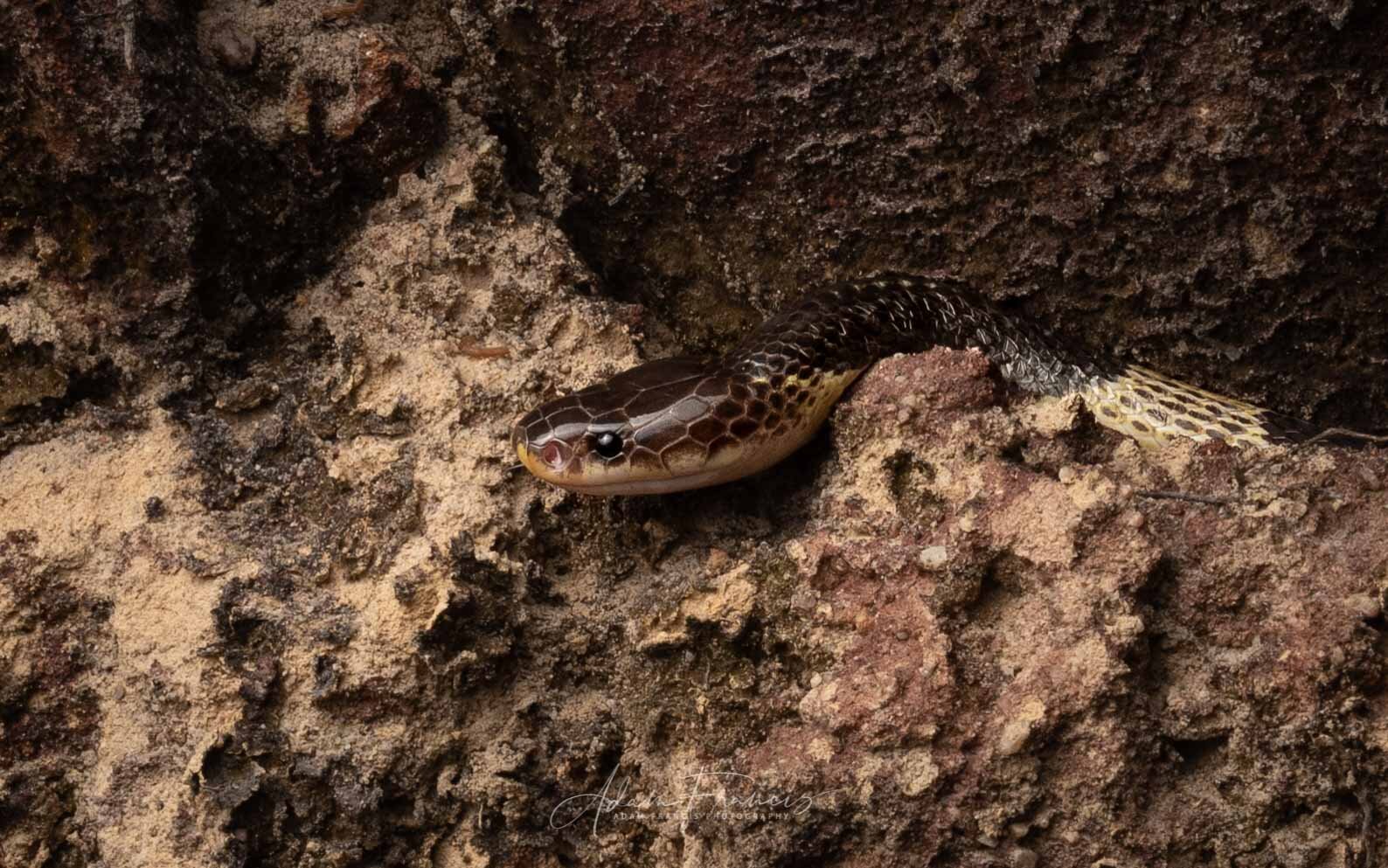 Malayan or Blue Krait - Bungarus candidus