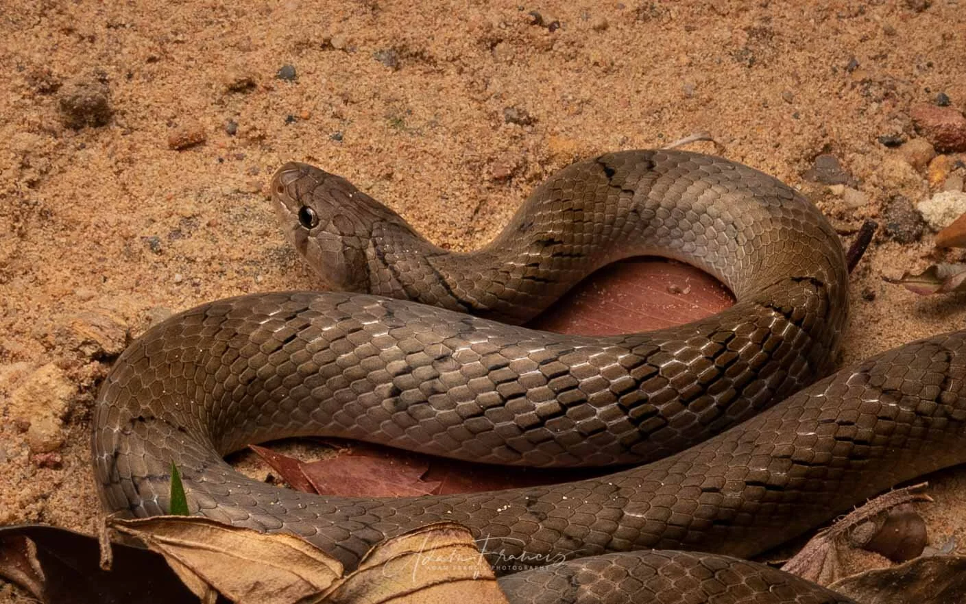 Small-Banded Kukri - Oligodon fasciolatus-9.jpg