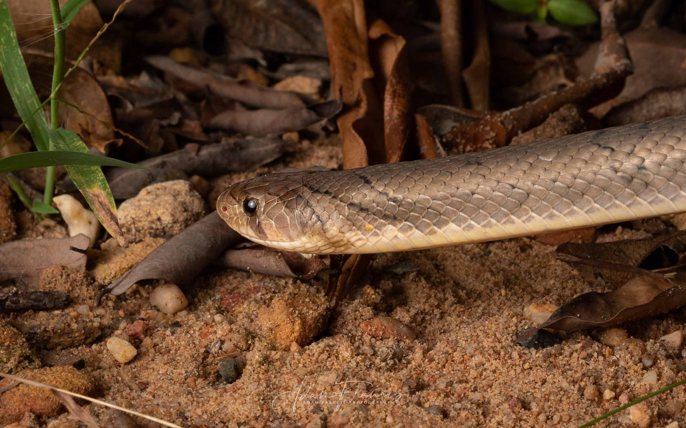 Small-Banded Kukri - Oligodon fasciolatus