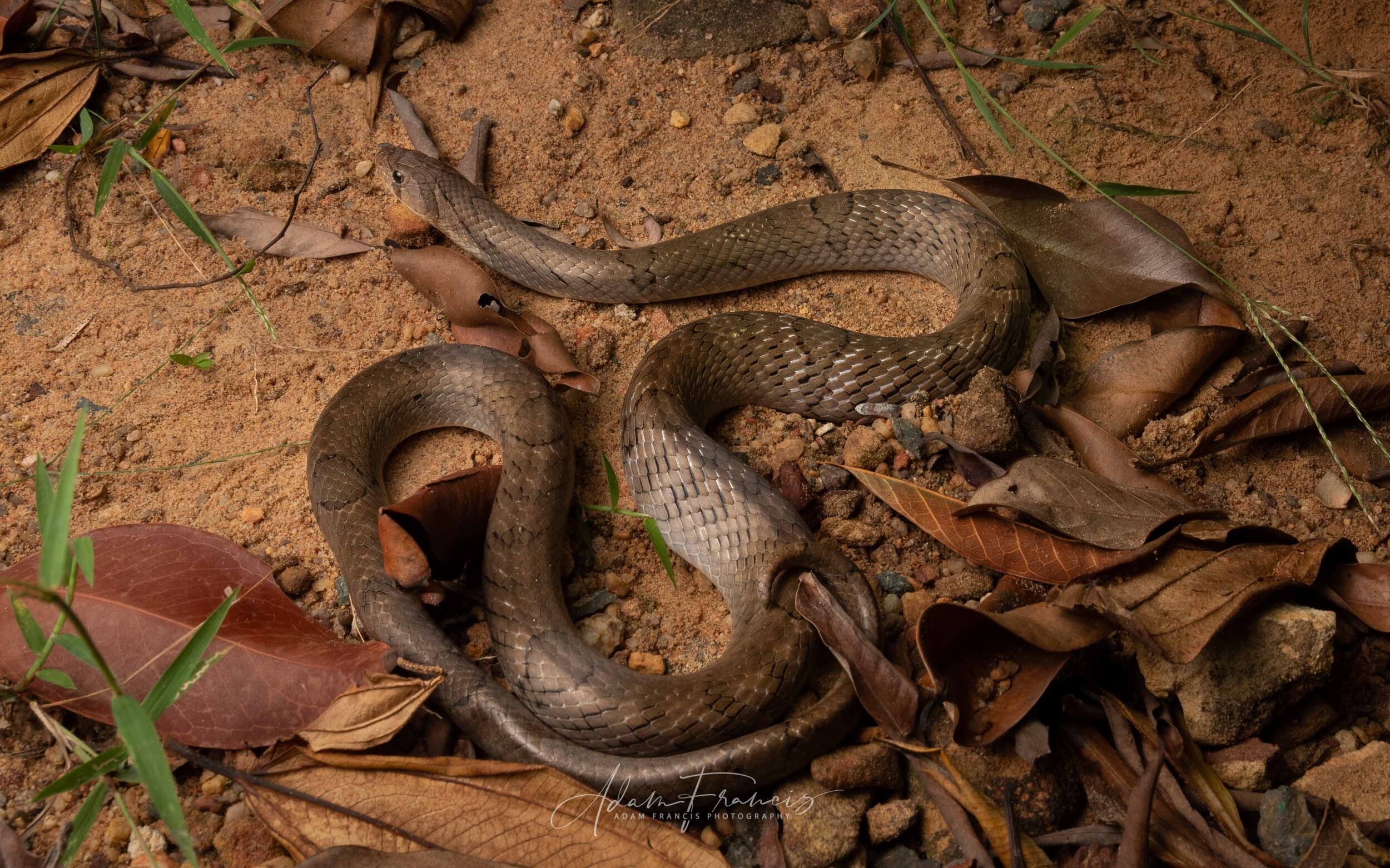 Small-Banded Kukri - Oligodon fasciolatus