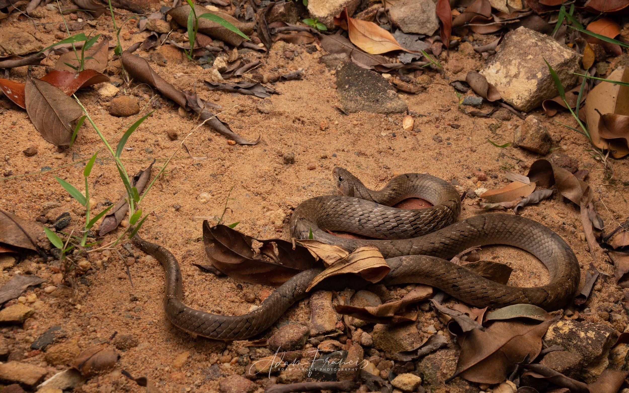 Small-Banded Kukri - Oligodon fasciolatus