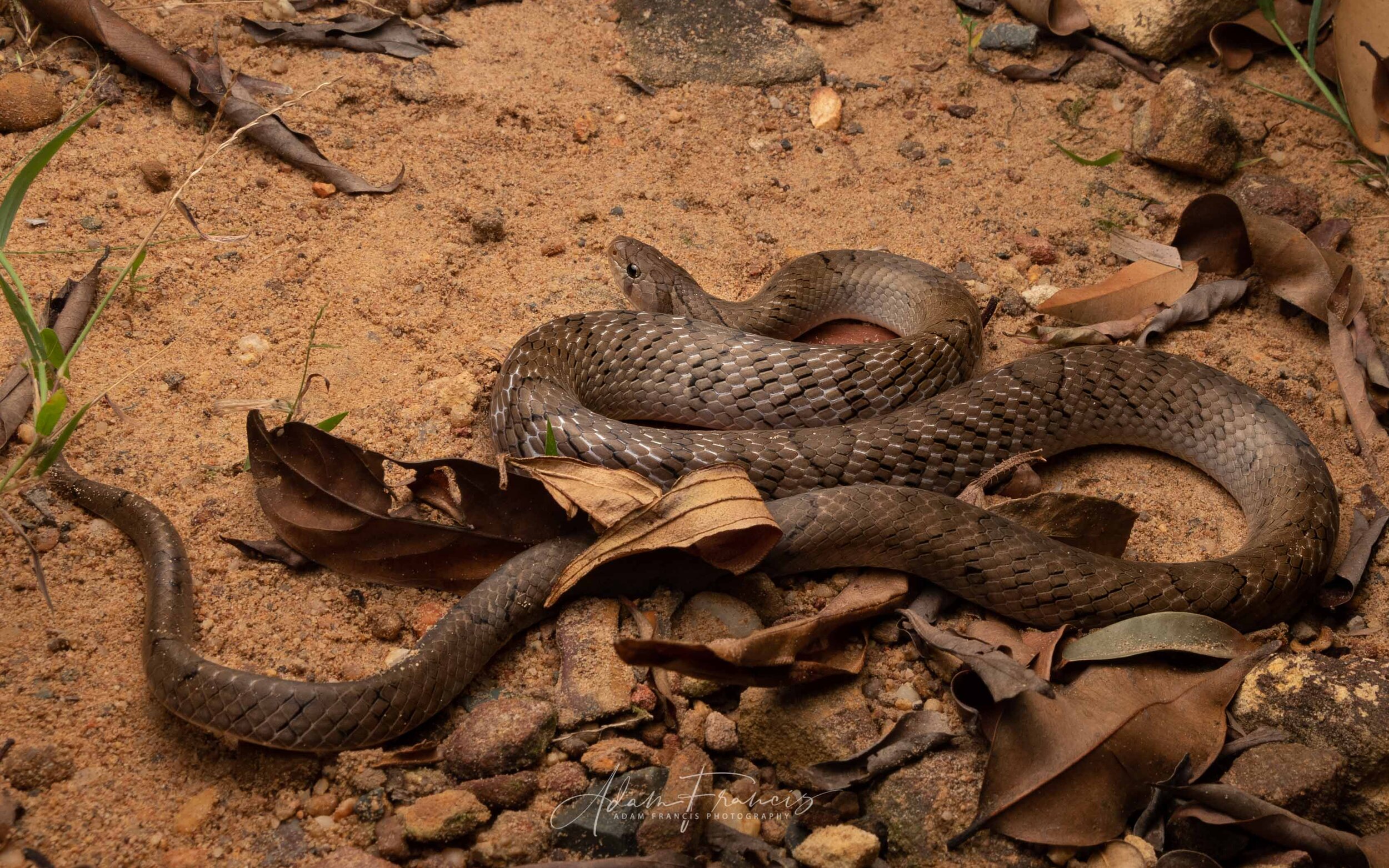 Small-Banded Kukri - Oligodon fasciolatus