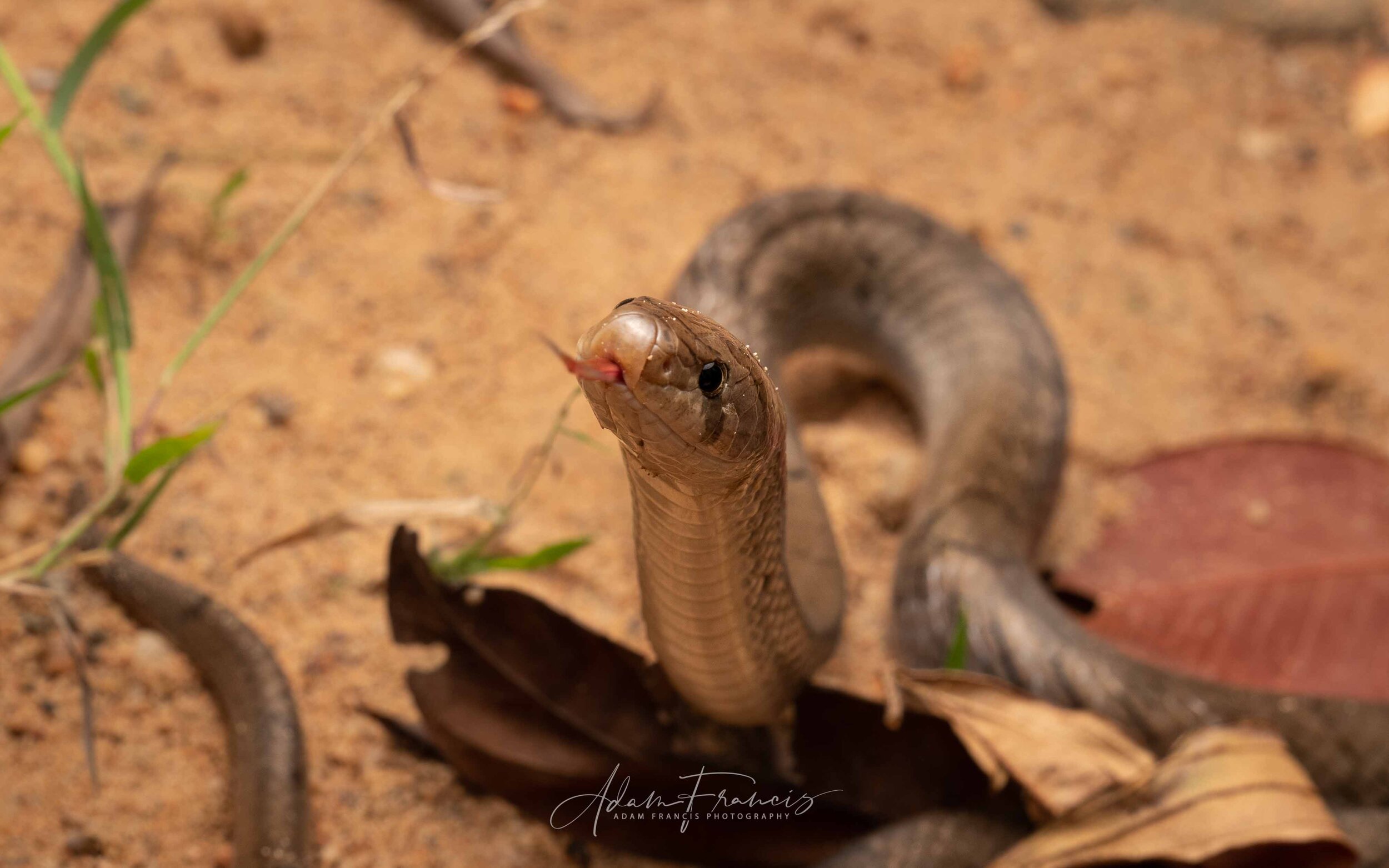 Small-Banded Kukri - Oligodon fasciolatus