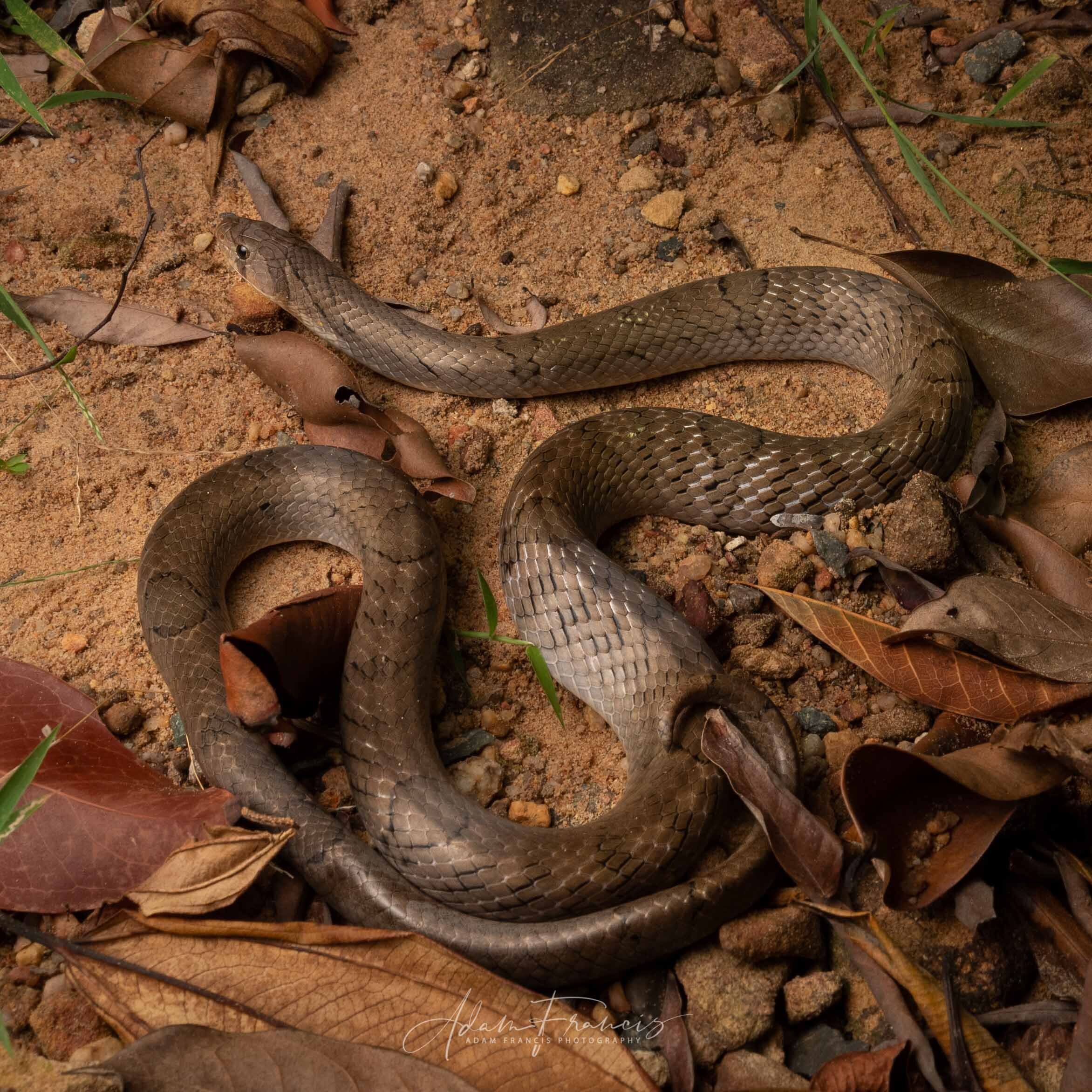 KUKRI - SMALL-BANDED