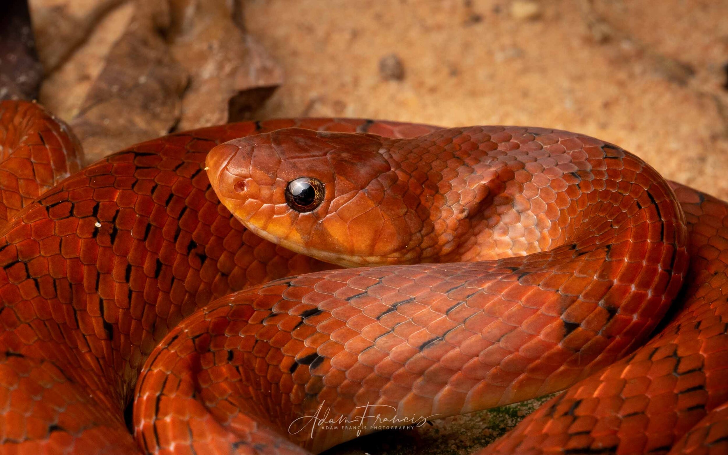 Small-Banded Kukri - Oligodon fasciolatus