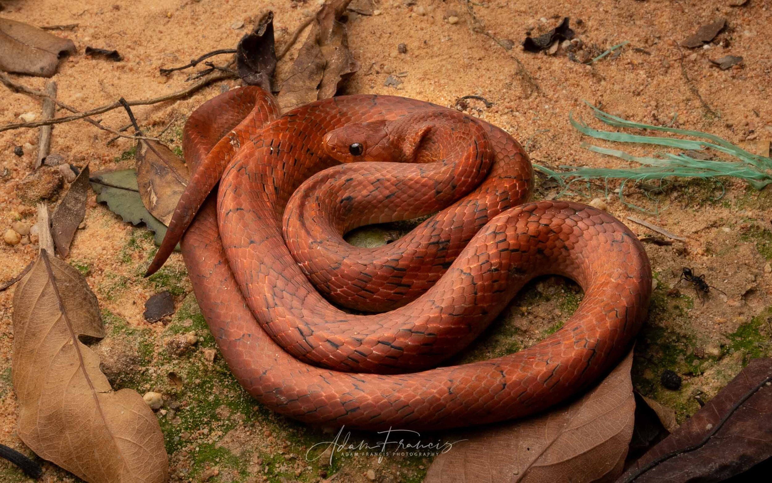 Small-Banded Kukri - Oligodon fasciolatus